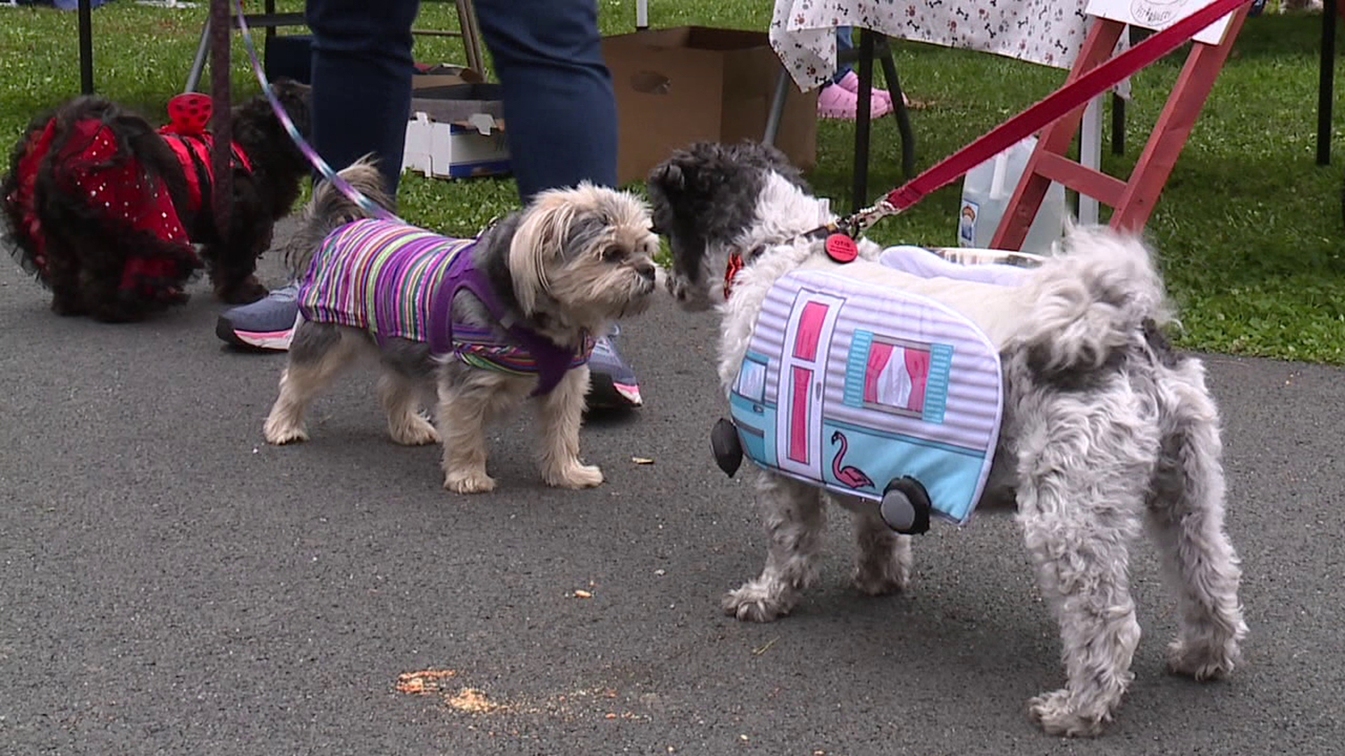 PAWsitively for the Animals is hosting their 6th annual Howl-O-Ween pet parade and costume contest this weekend.