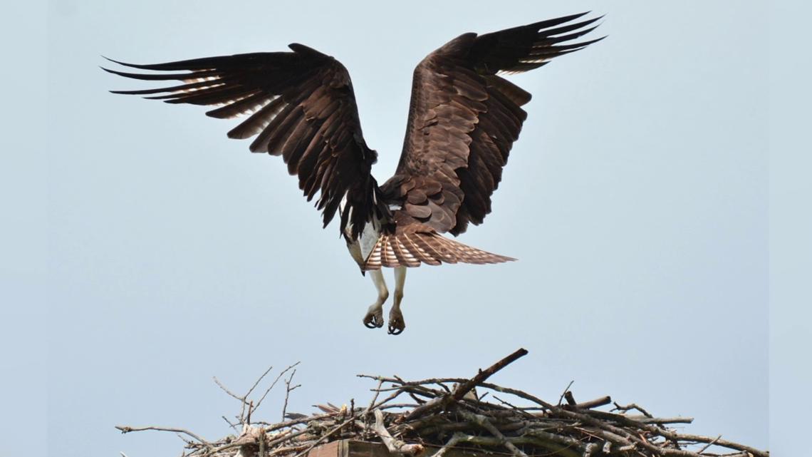 Leaping and soaring
