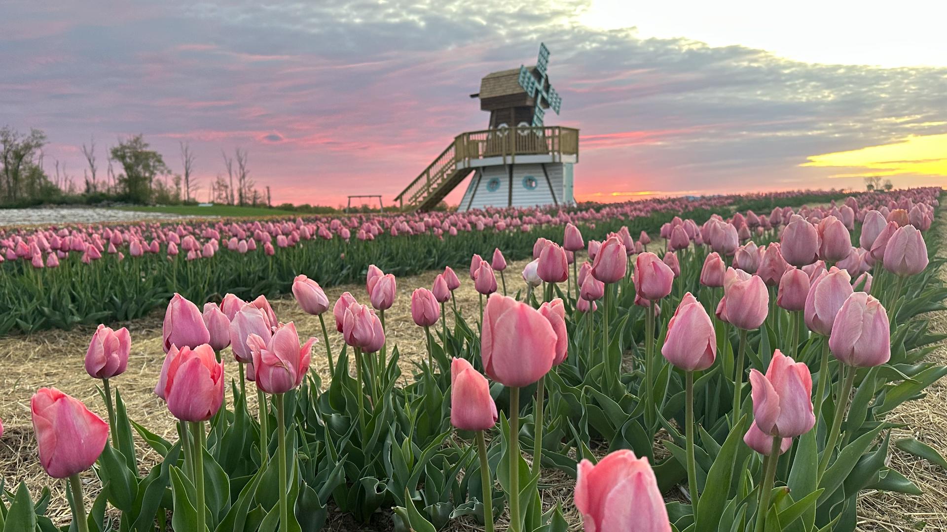 Tulips and baby animals are on display this weekend at Brown Hill Farms near Tunkhannock.