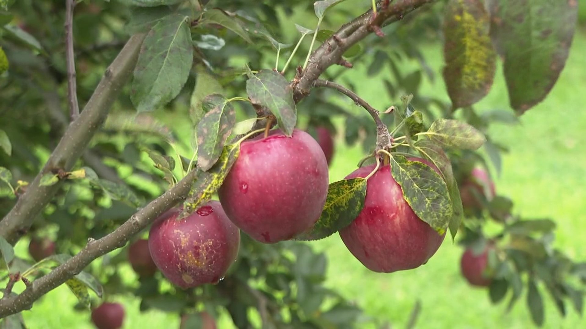 Fall is blowing in, which means it's harvest time for many orchards in our area. One orchard has been at it for nearly 200 years.