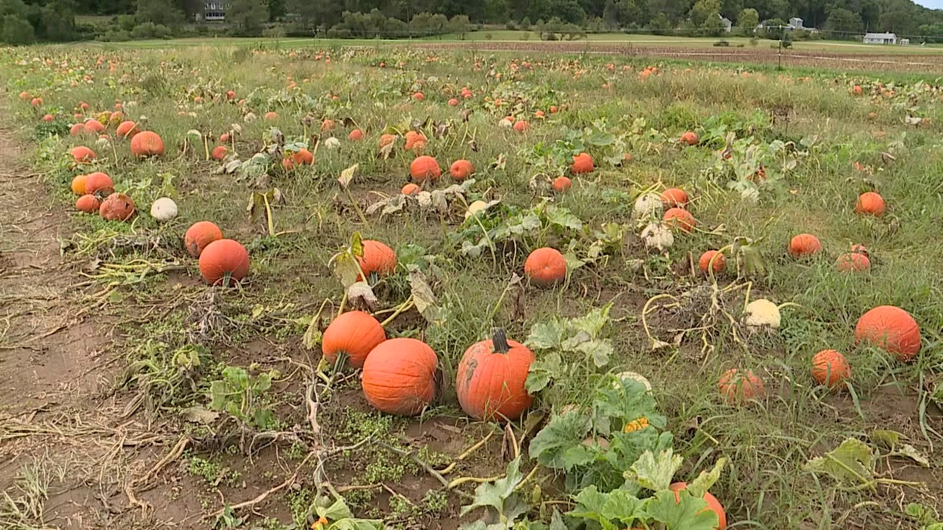 Newswatch 16's Chris Keating stopped by a farm in Lycoming County to explore all the fun on the farm this fall.