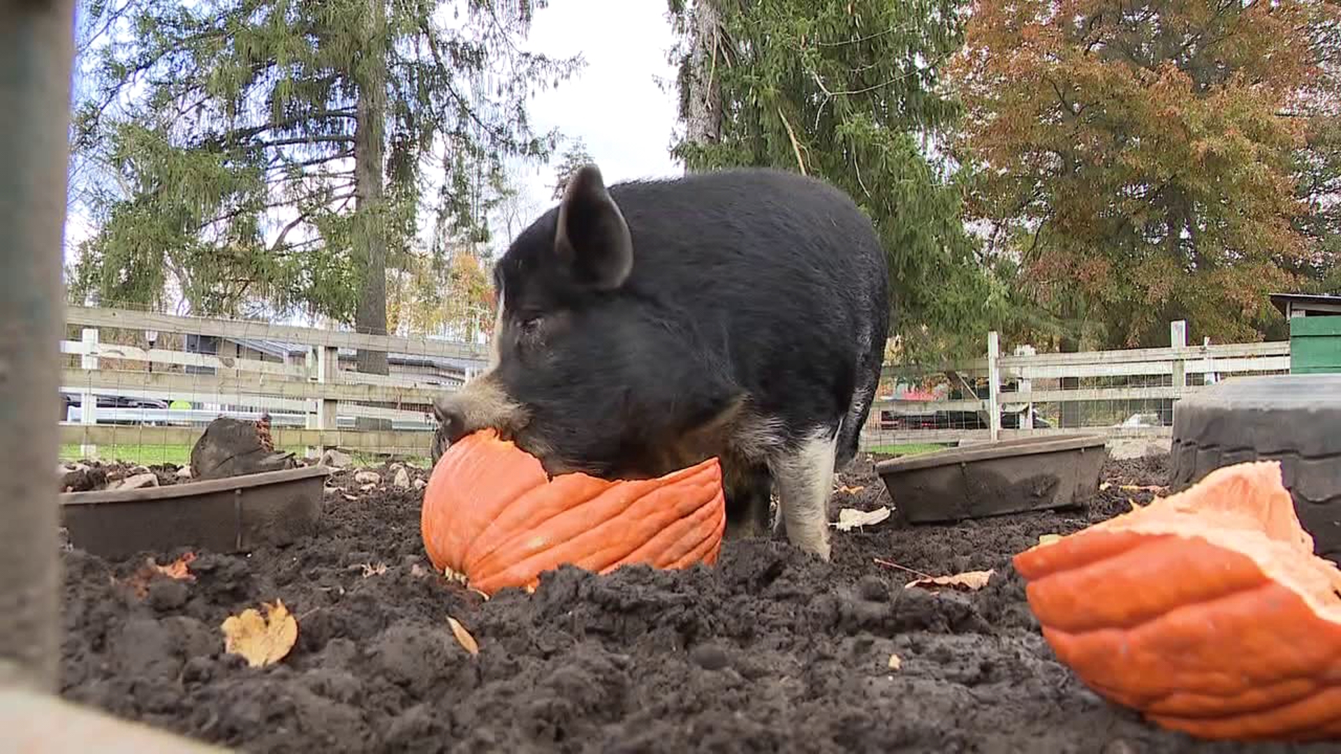 The passing of Pua, the pig's favorite holiday, Halloween, marks the start of pumpkins for pigs at the Lands at Hillside farms in the Back Mountain.