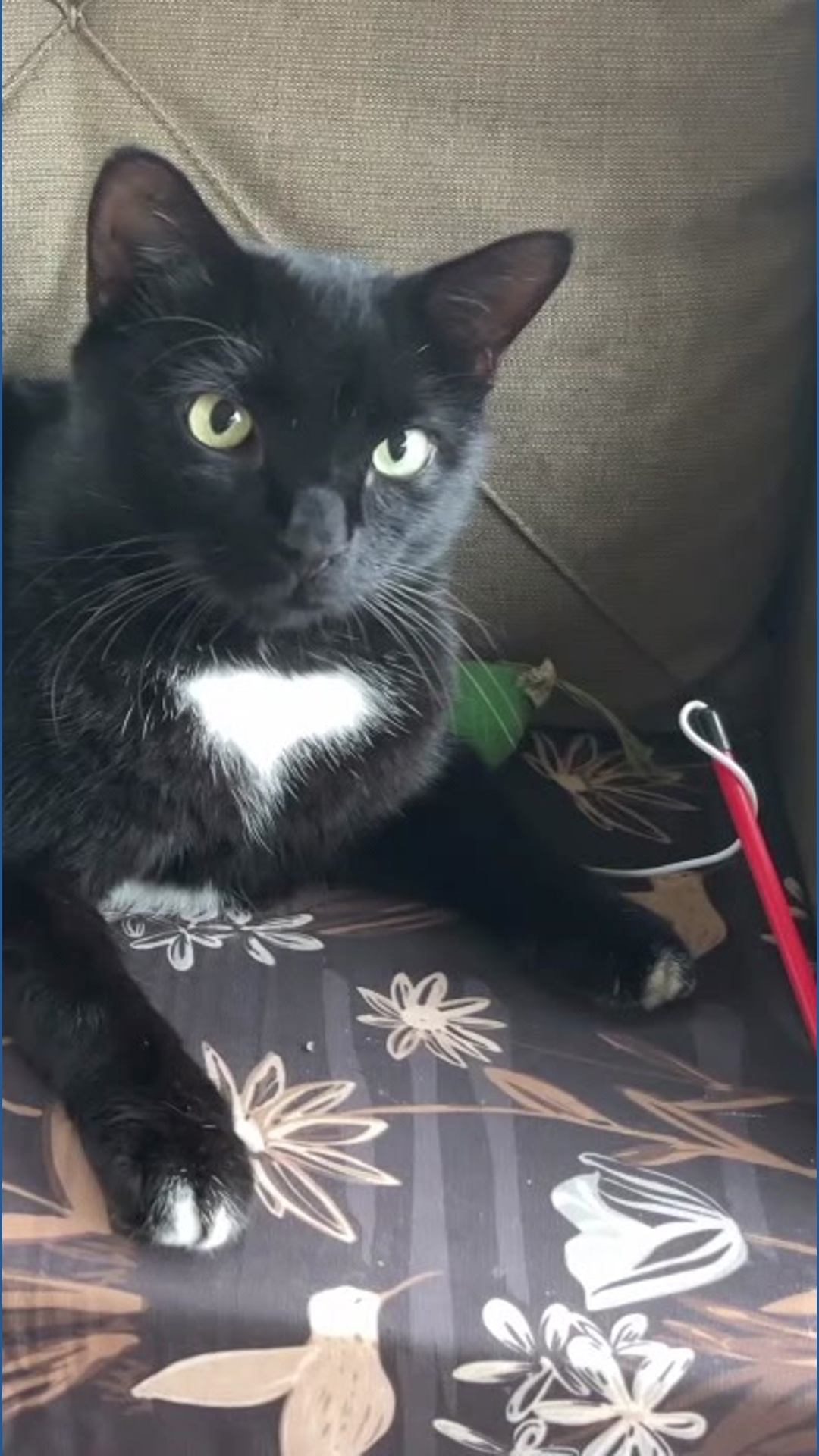 Cat returns home after 17 months | wnep.com