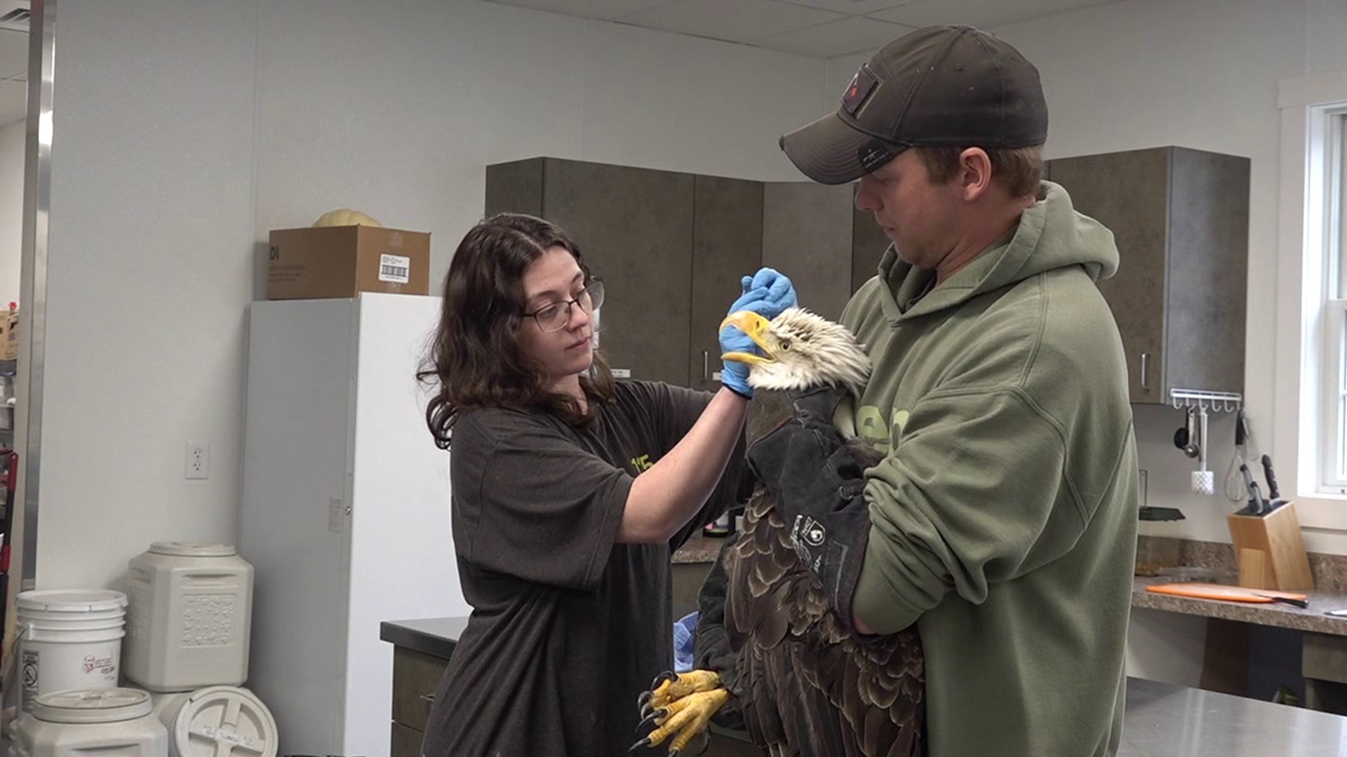 A wildlife center in Schuylkill County is caring for a bald eagle that tested positive for lead poisoning.