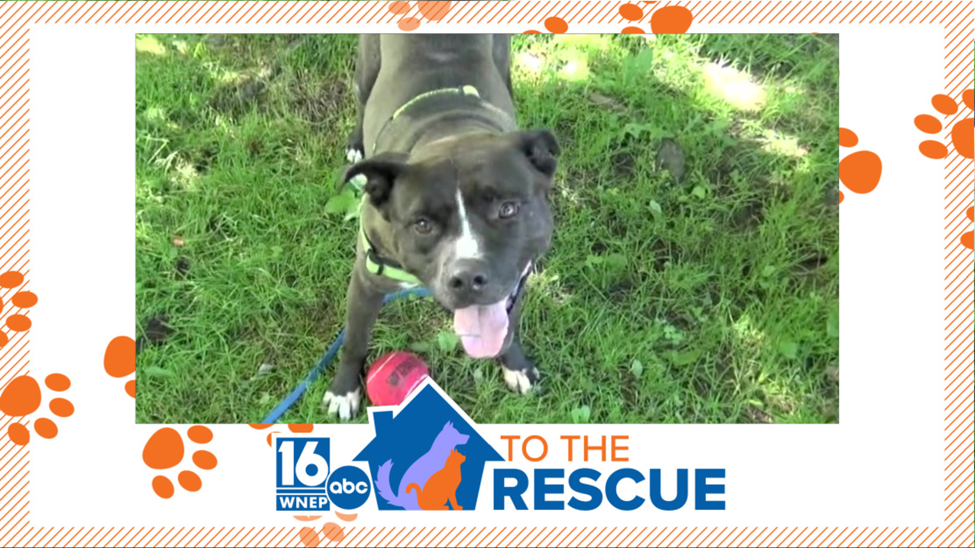 In this week's 16 To The Rescue we meet Piggie, a 4-year-old bull terrier mix with a face to match his name.