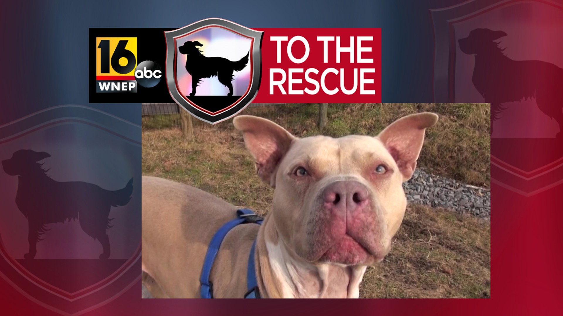 In this week's 16 To The Rescue, we meet a three-year-old pit bull/mix who needs to be the only pet in the home, which rescue workers say is why he gets overlooked.