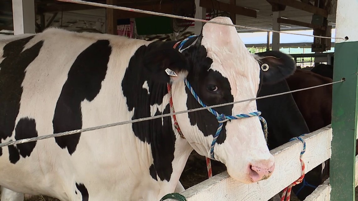 Celebrating 50 years at the Clinton County Fair - Vimarsana News