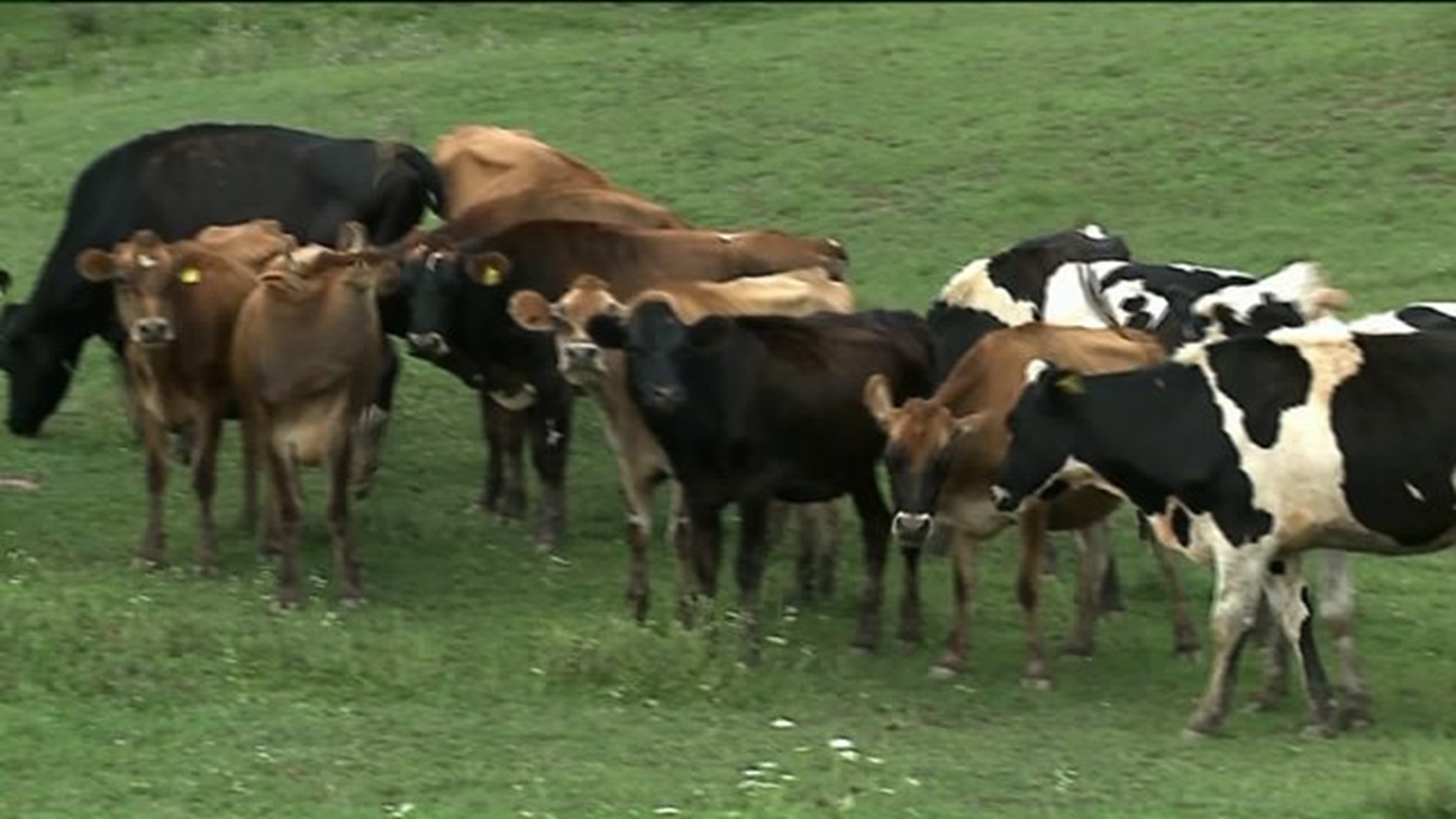Wham Cam: Is Cow Tipping a Thing?