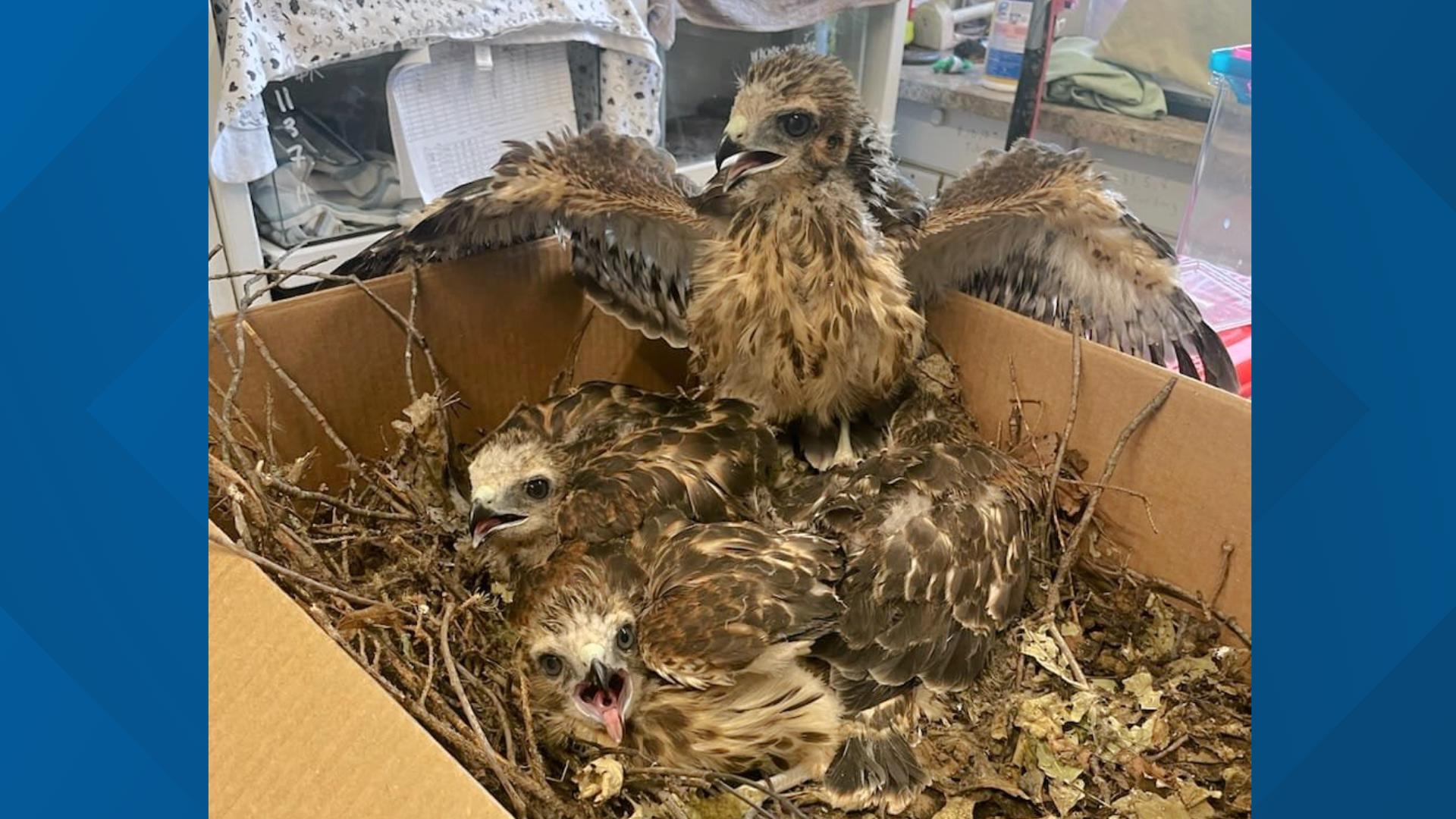 Newswatch 16's Emily Kress shows us how an area business stepped in to help when some hawks needed to be taken back to their nest.