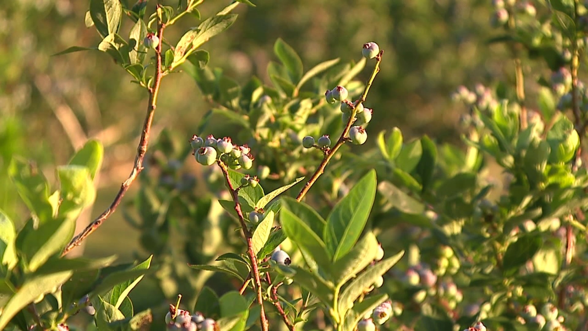 He was 89 years old when he decided to change things up on his family farm. The Wyoming County man now helps run Berries & Blooms at High Horizons Farm.