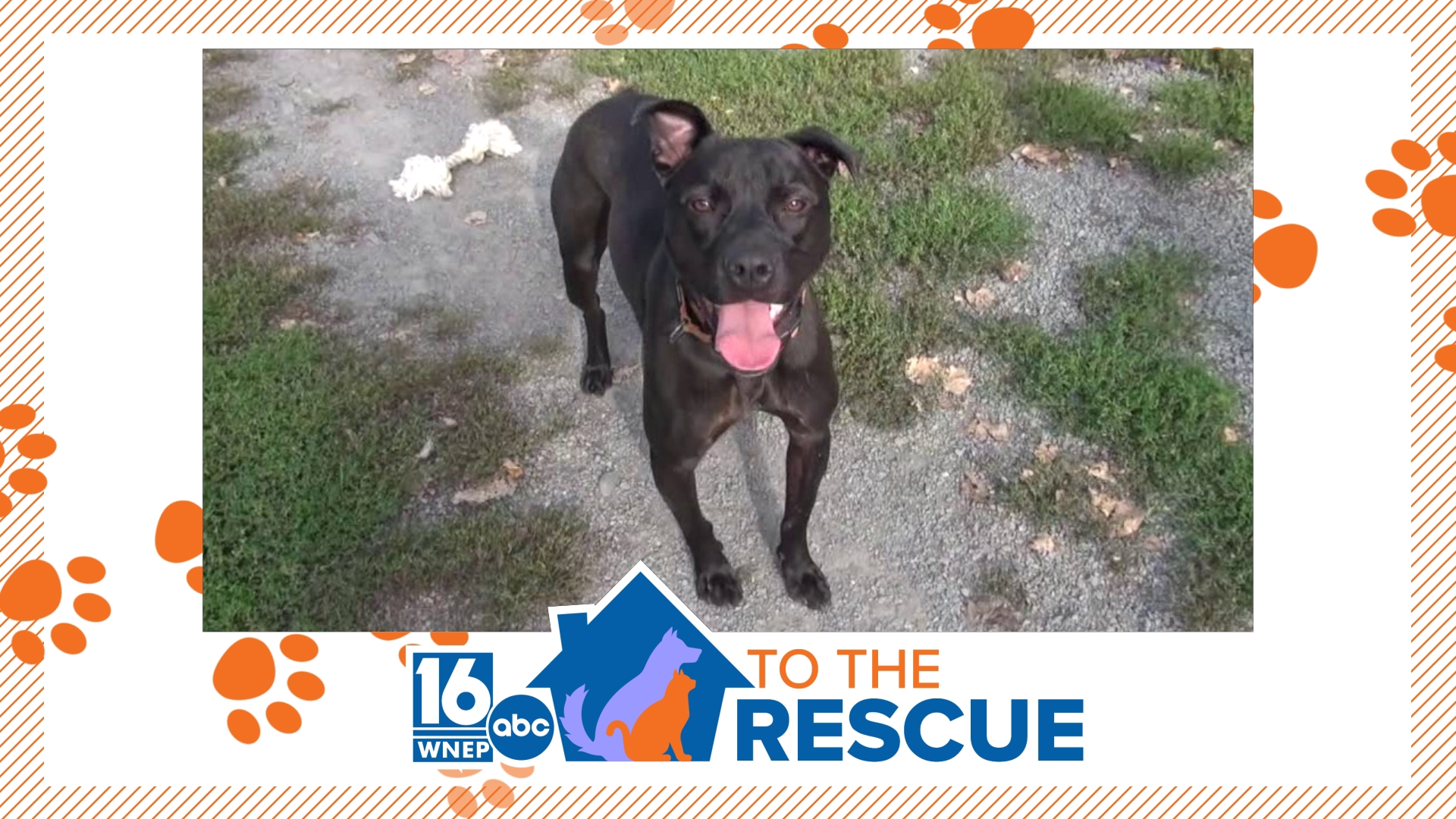 In this week's 16 To The Rescue we meet a nearly 2-year-old pit bull/mix coming up on his one year mark living at True Friends Animal Welfare Center near Montrose.