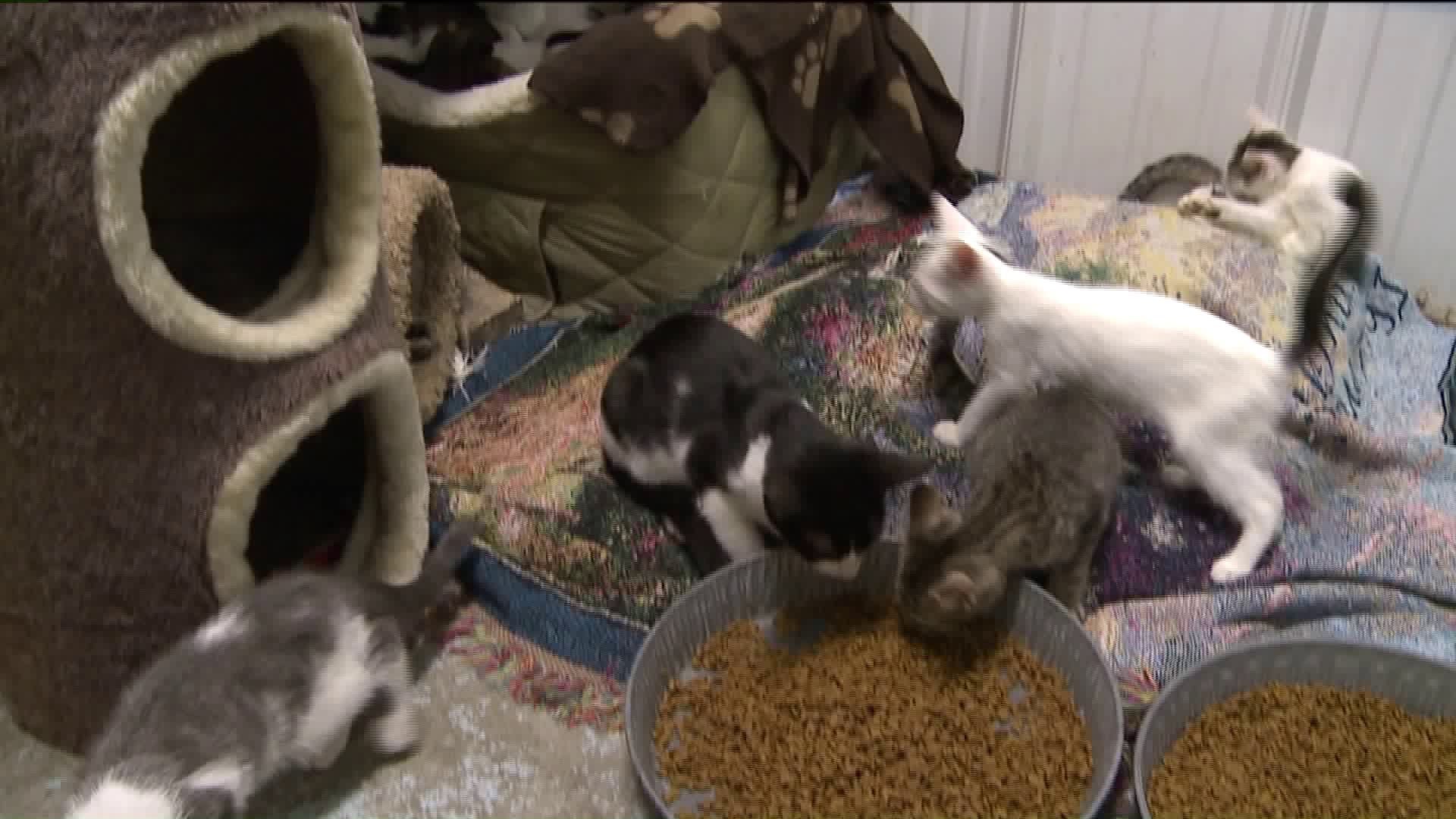 100 Cats Found Inside Mahanoy City Row Home