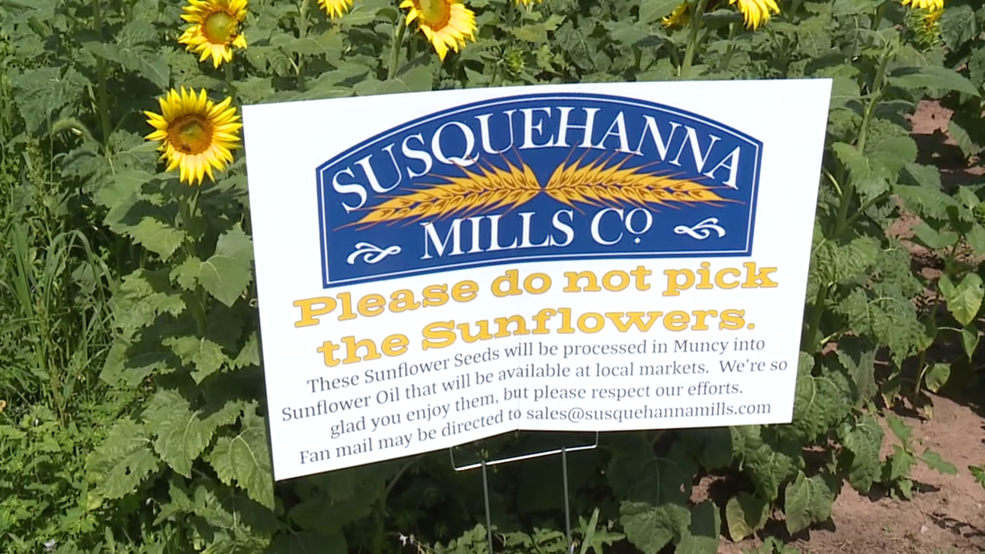 A farmer in Lycoming County has had to put up signs asking people to stop helping themselves to his crops.