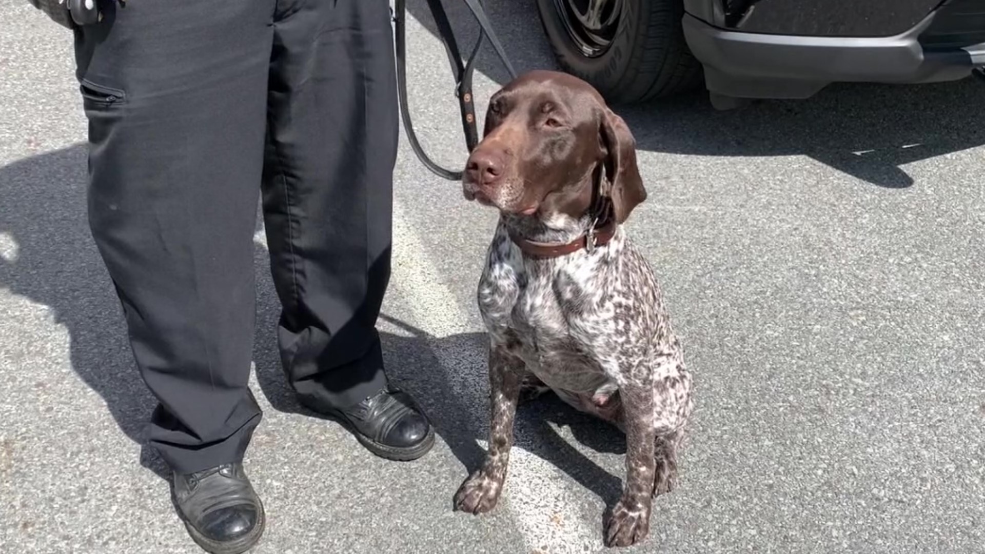 The newest member of a police department in Luzerne County comes from the Netherlands, and she specializes in narcotics traffic stops and playtime.