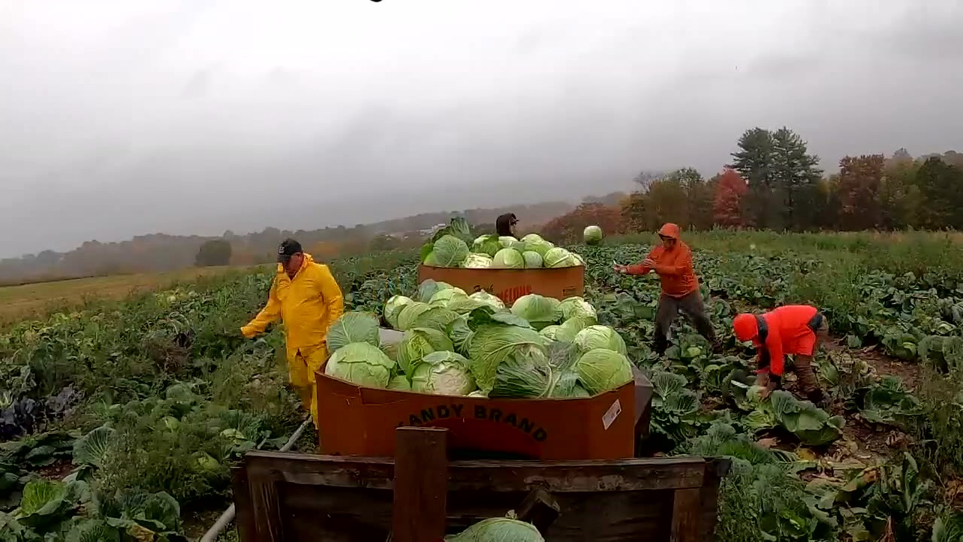 A few years ago, Andrew Ochs started posting Veggie Boys videos just as a way to teach others about how his family grows vegetables.