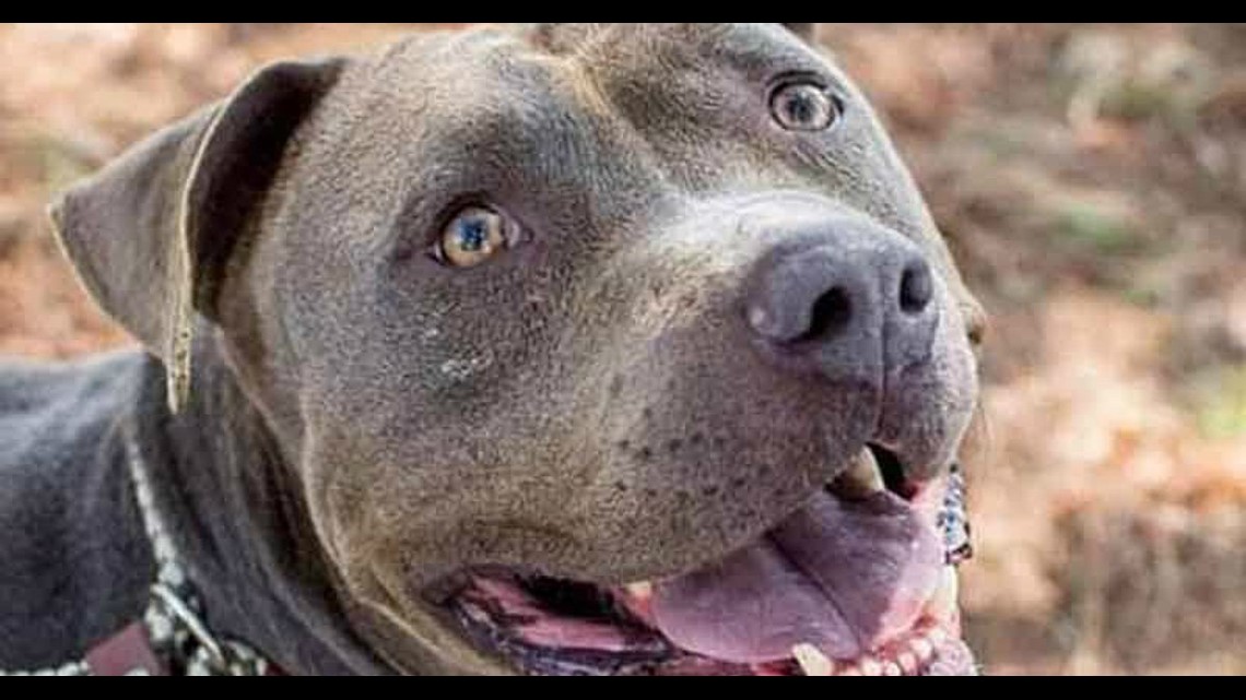 Shelter Dog Called a Hero After Finding and Saving Litter of Abandoned ...