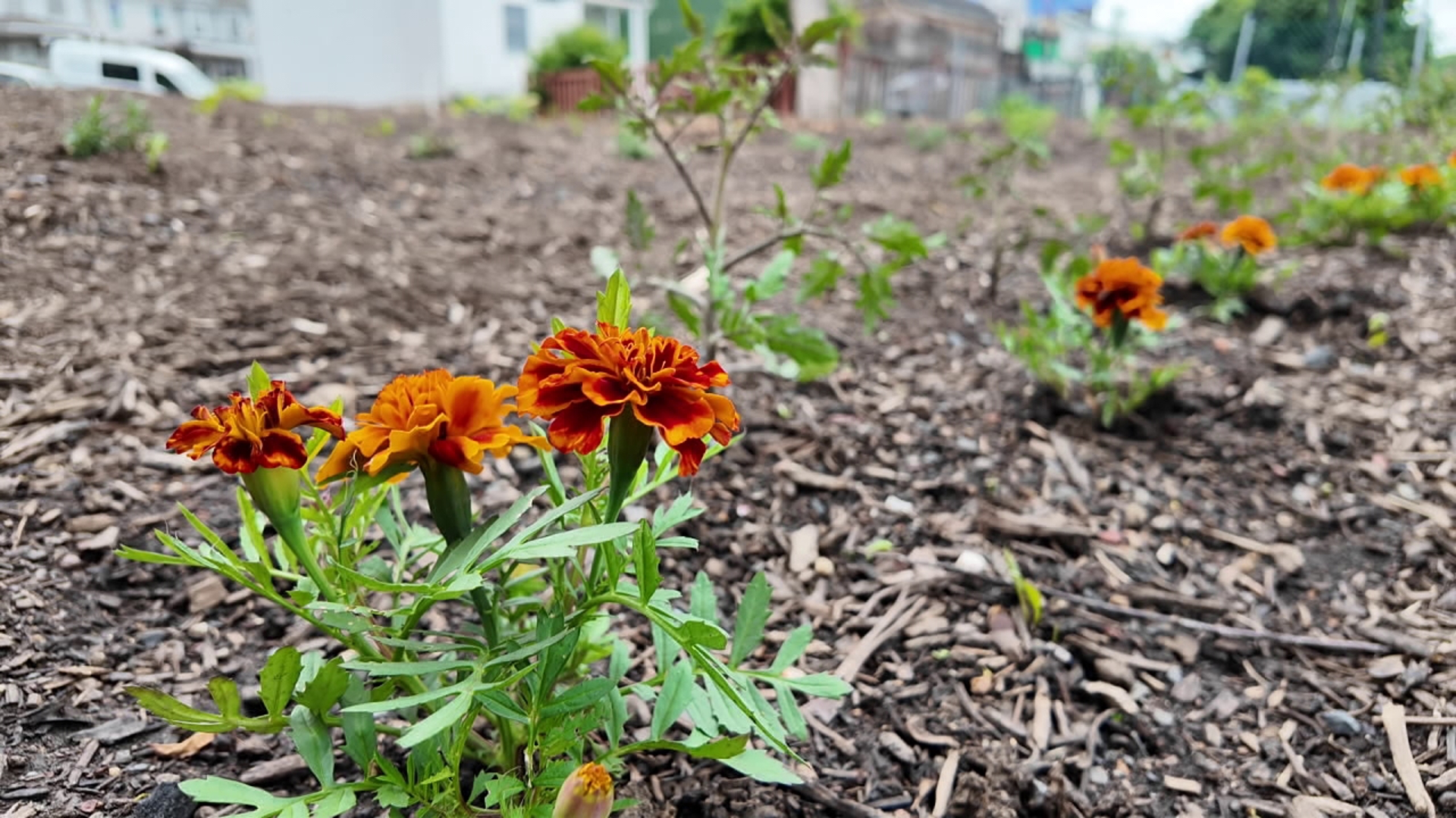 Brad Wydra establishes an organic community garden in Mt. Carmel with donated support, aiming to attract visitors and showcase budget-friendly agriculture.