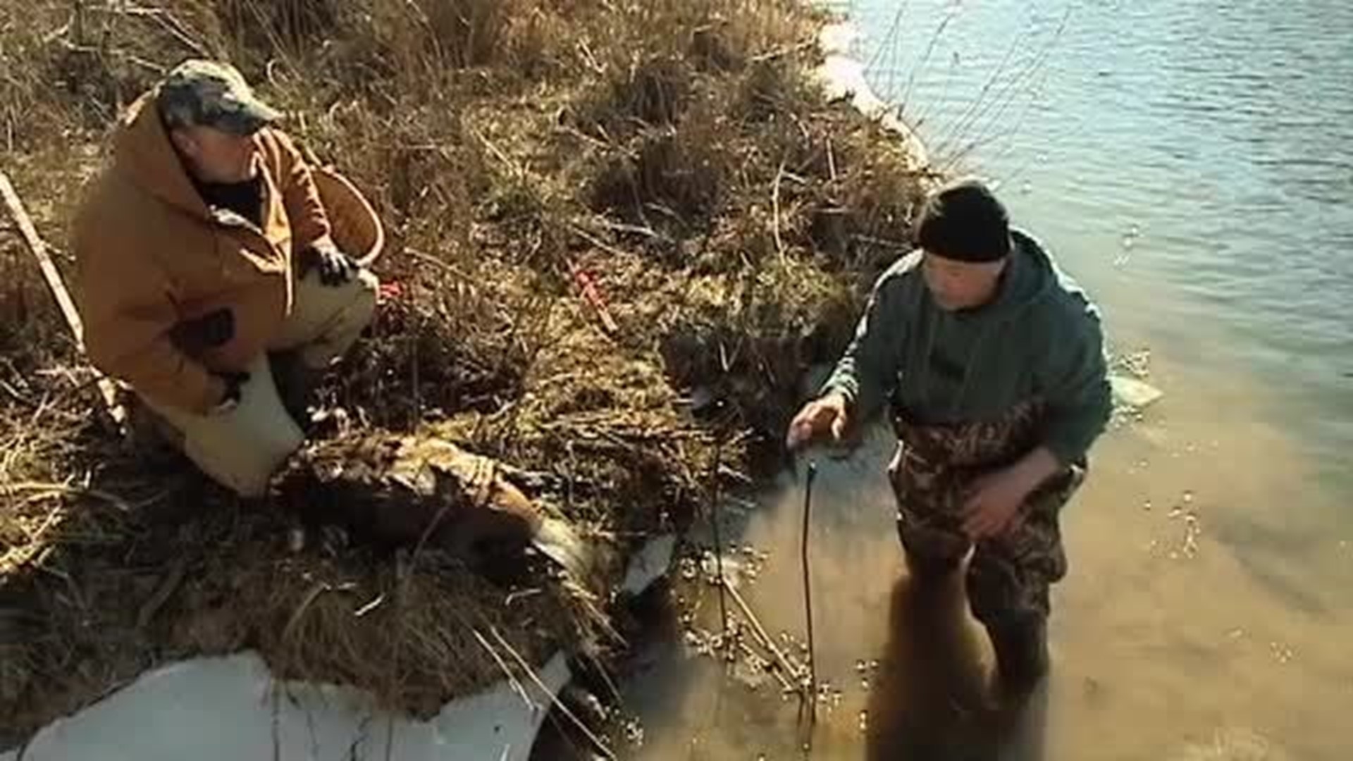 Beaver Trapping