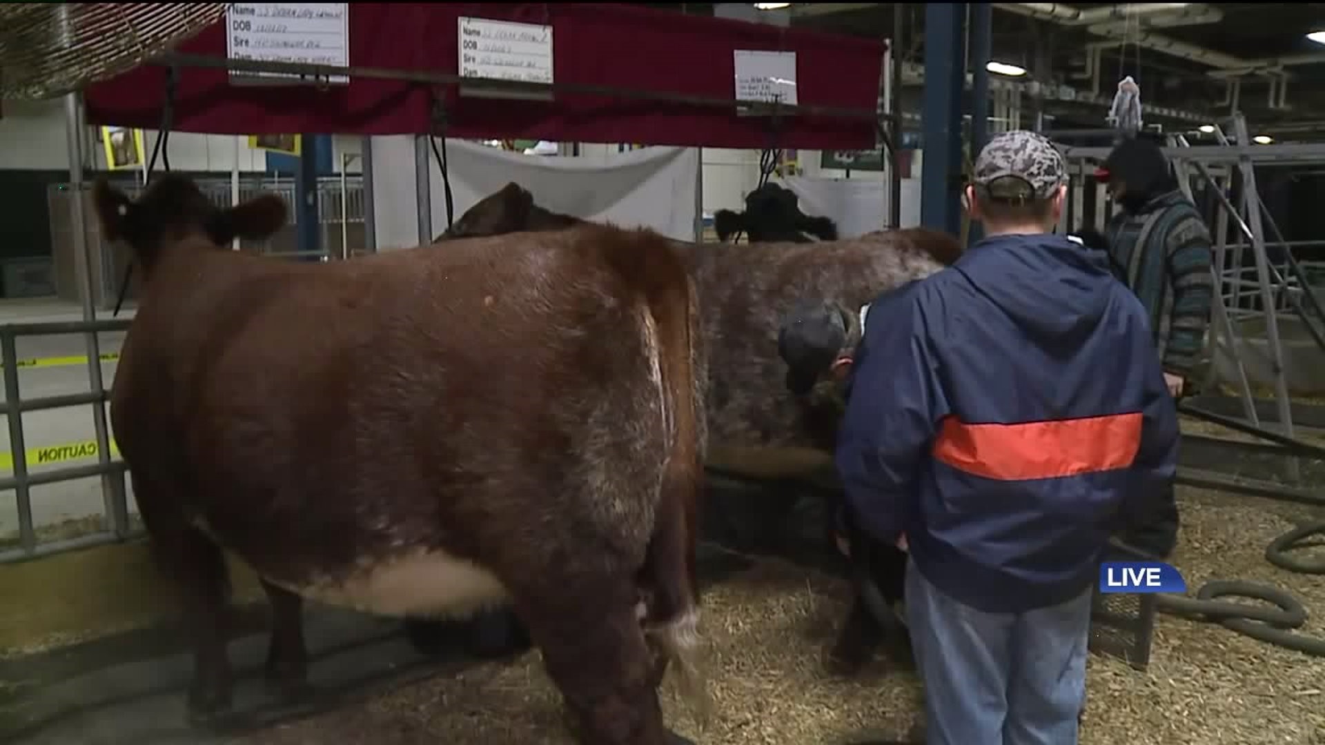 Cows at the PA Farm Show