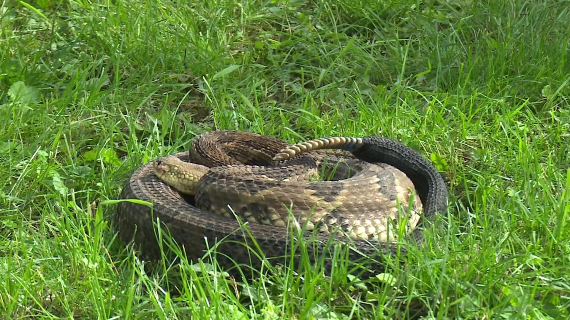 The rattlesnake roundup returned to Wyoming County on Saturday with a display of snakes and local celebrations.