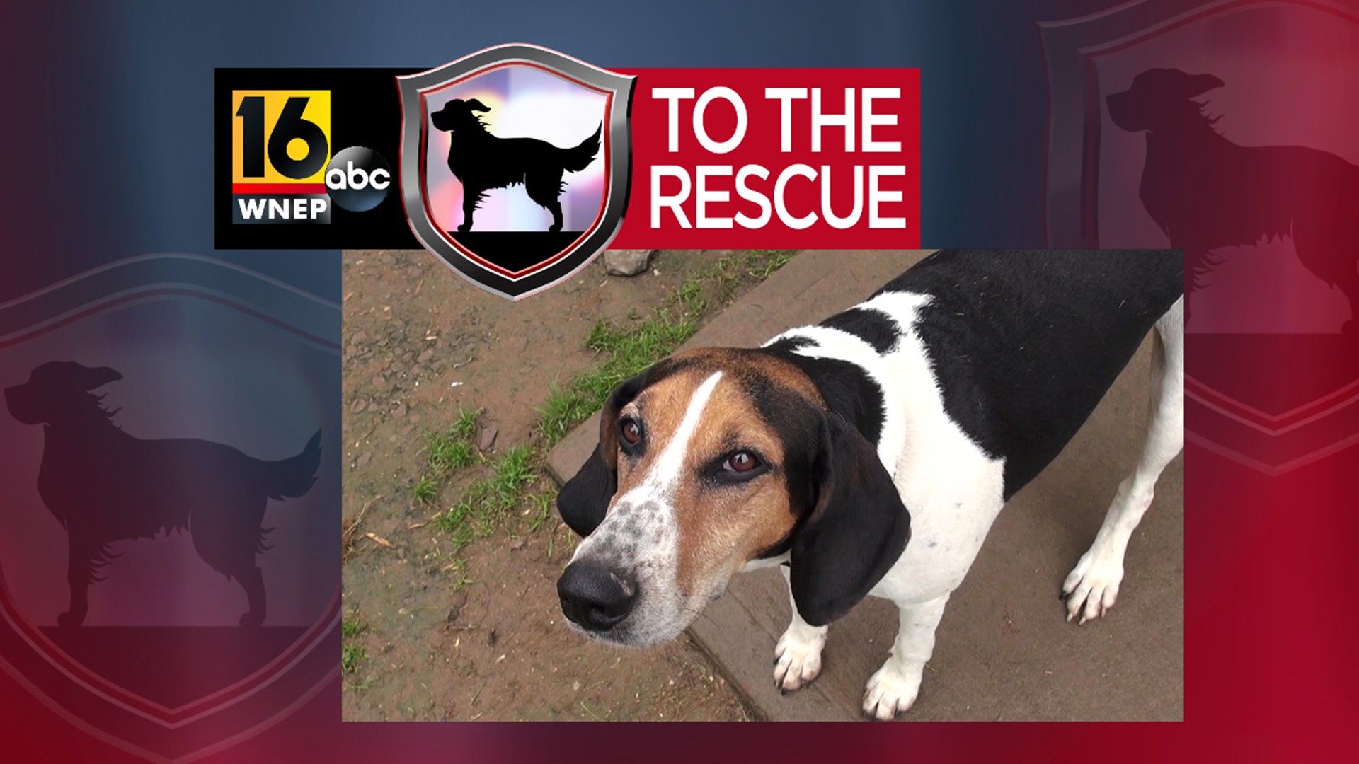 In this week's 16 To The Rescue, we meet Oso, a 4-year-old hound who is looking for the right home, a place where she can truly be herself.