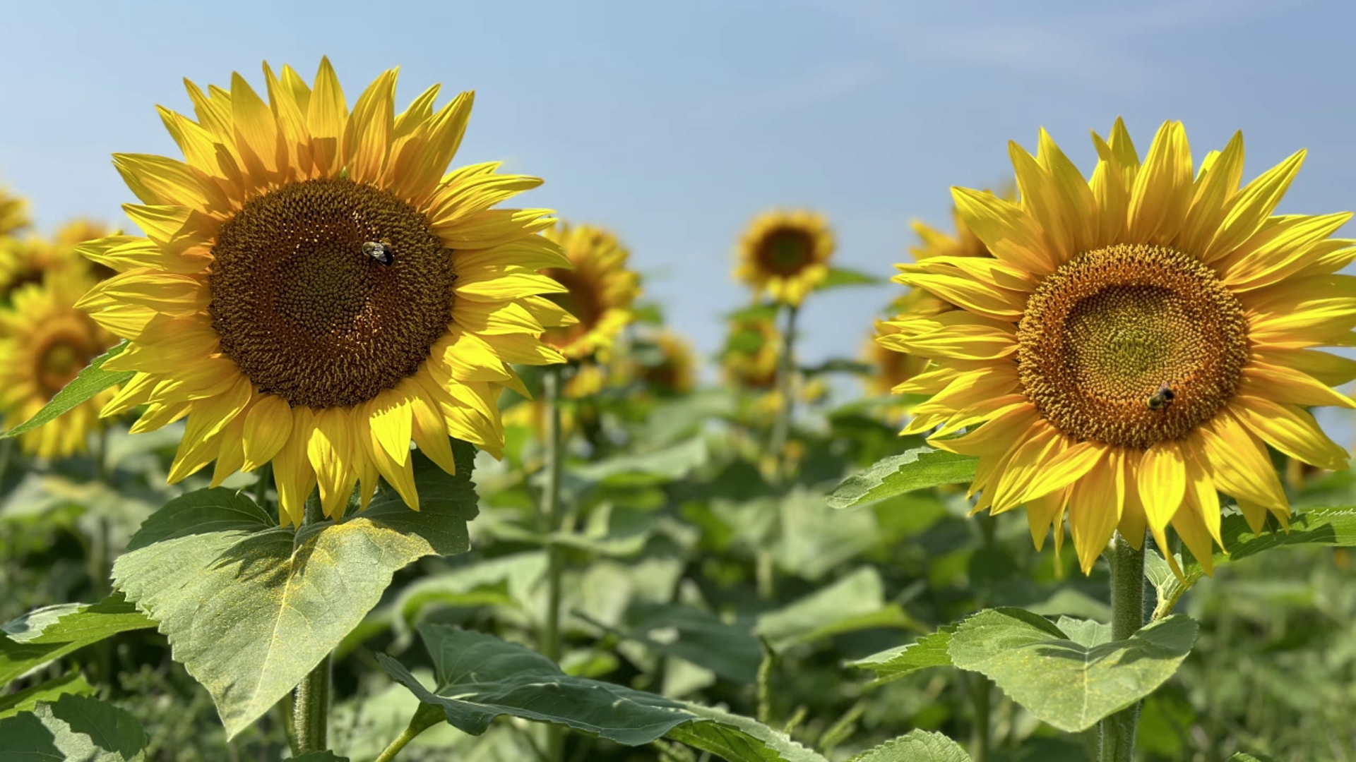 This week, Newswatch 16's Chelsea Strub sees what it takes to harvest sunflowers at a farm in Wyoming County.