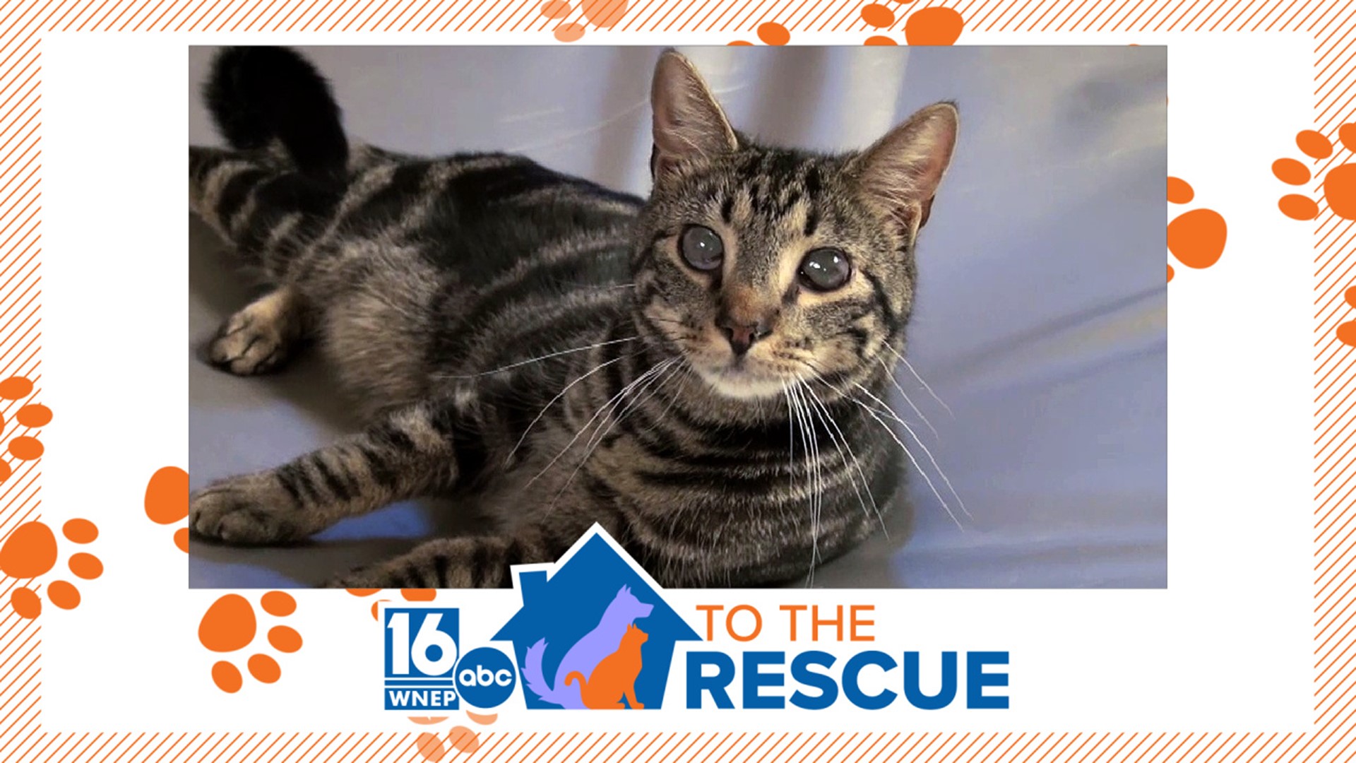 In this week's 16 To The Rescue, we meet a one-year-old cat who was rescued from a hoarding situation a few months ago.
