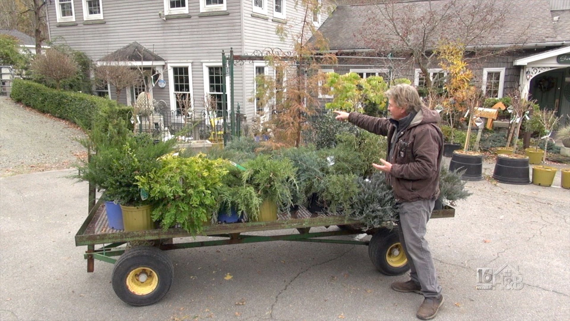 Evergreens For Your Winter Landscape