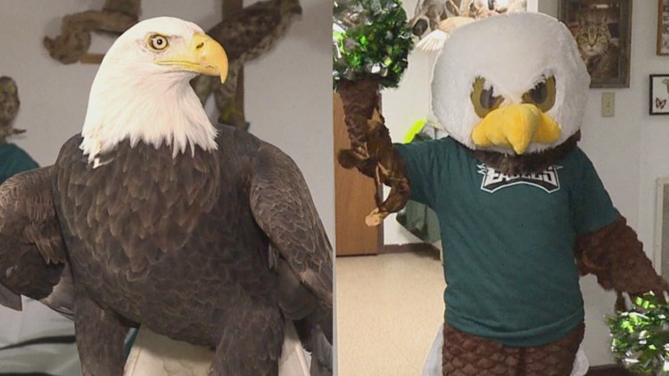Celebrating two kinds of Eagles at wildlife rehab center