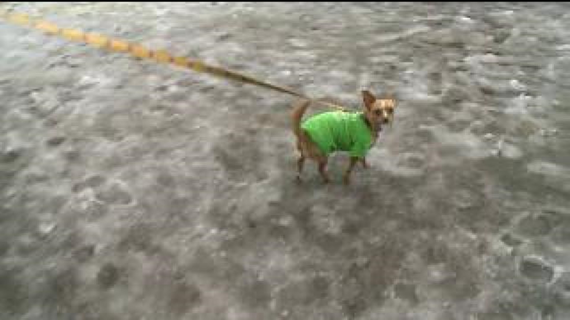 A Reminder For Pet Owners During Deep Freeze