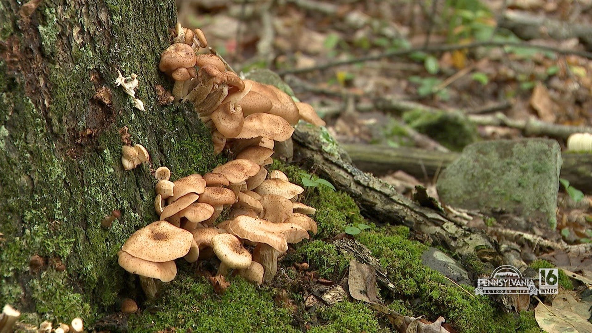 Now's the time to find some edible mushrooms.