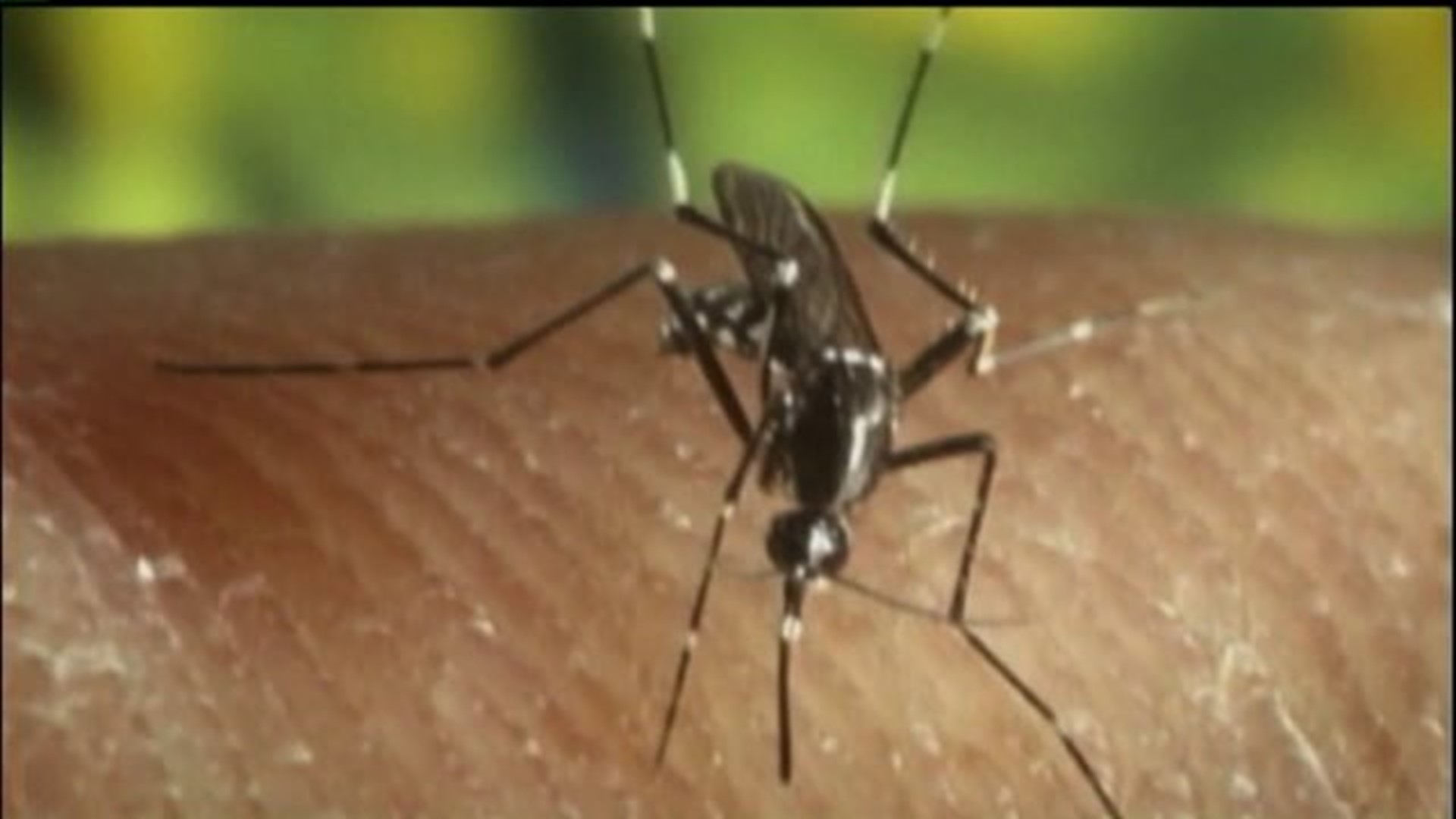 DEP Plans to Spray for Mosquitoes Next Week