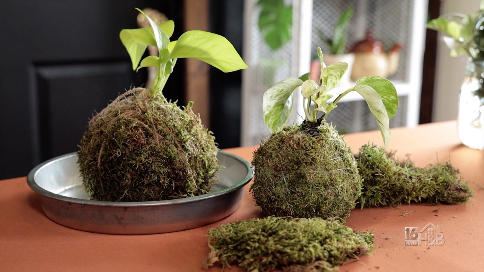 Create A Kokedama With Roaming Roots Plant Co