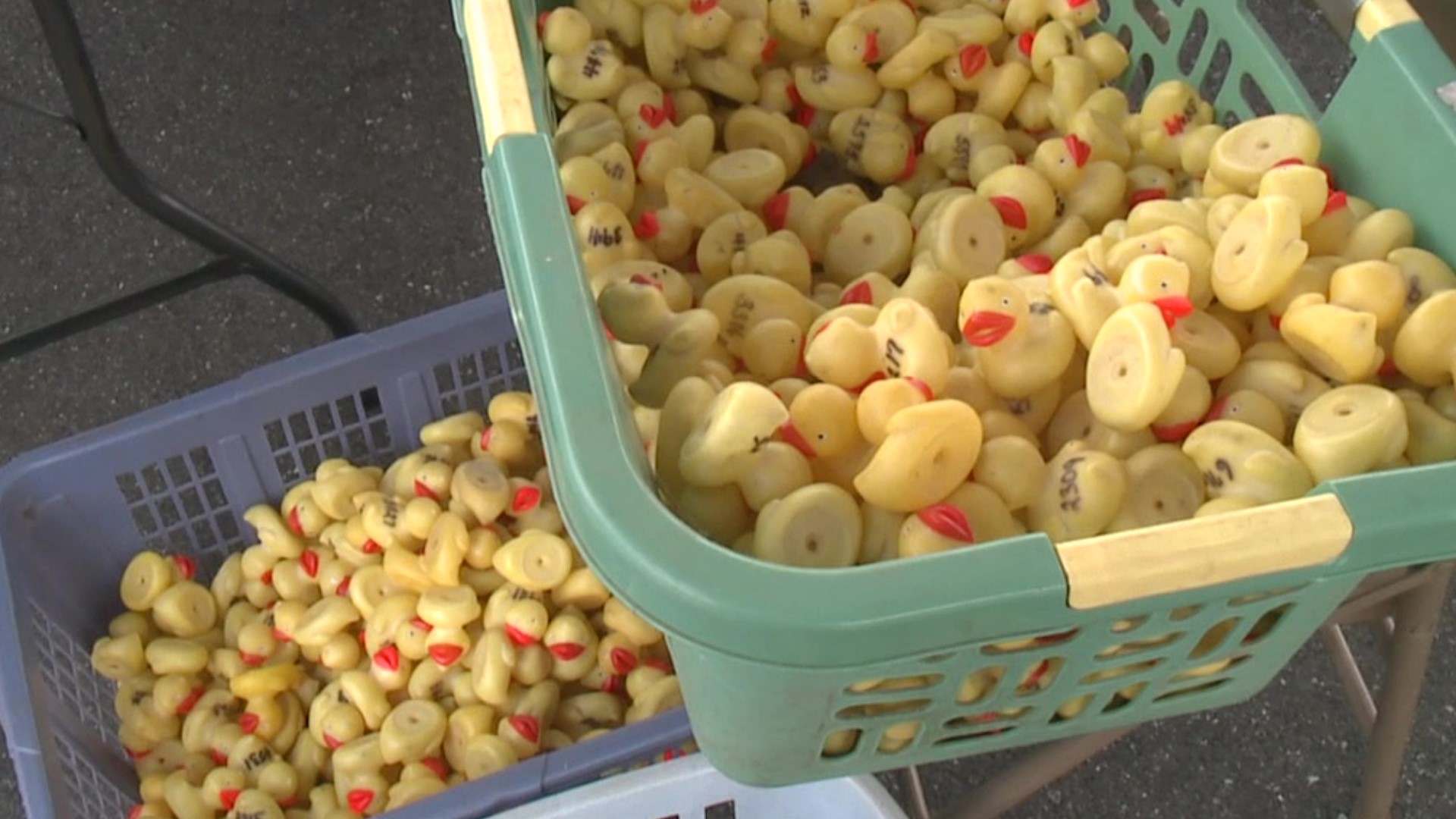 A nonprofit in Pottsville is getting ready to have nearly 4,000 rubber ducks race down a creek for a good cause.