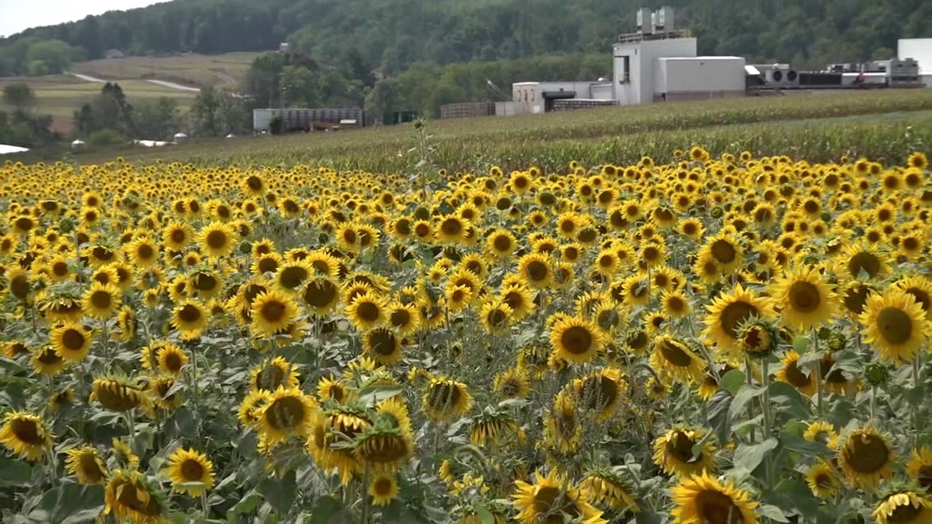 With summer coming to an end, so is sunflower season. But for a farm in Tamaqua, it's happening much sooner than in years past.