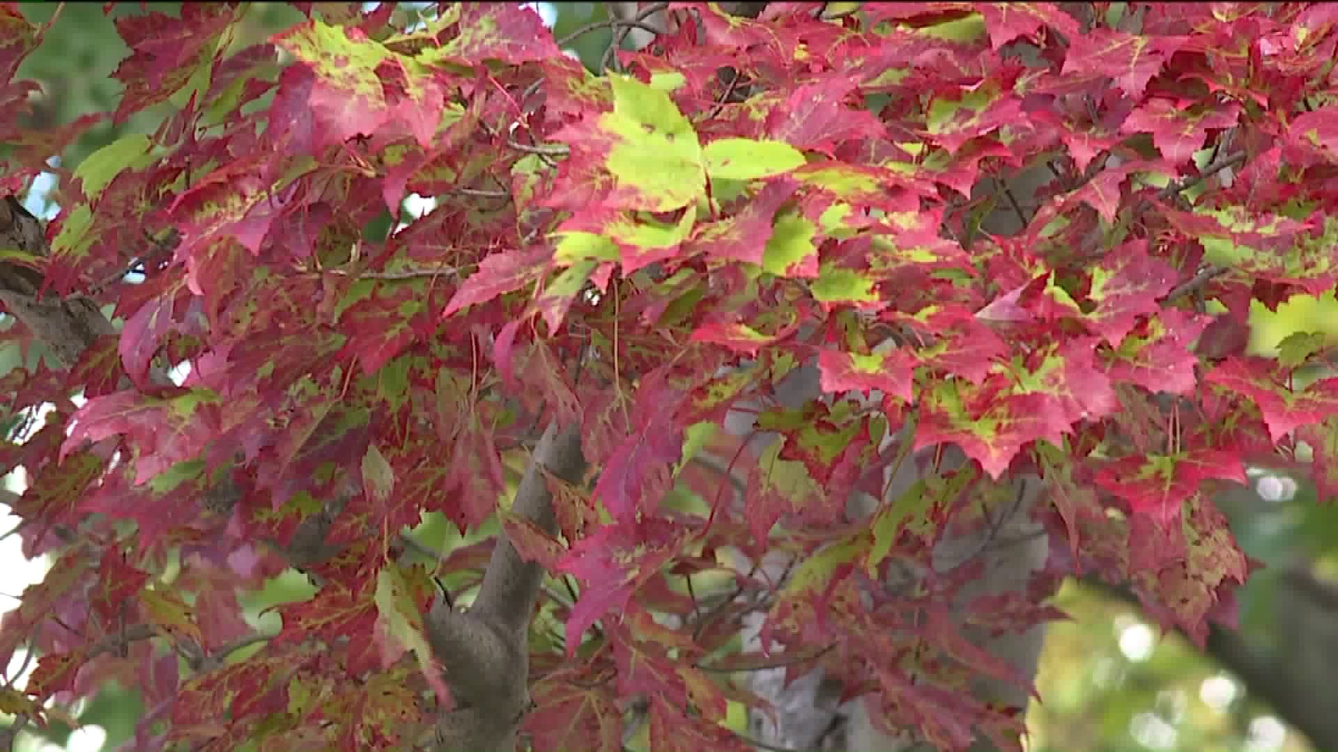 Leaves Changing Color Early in the Poconos