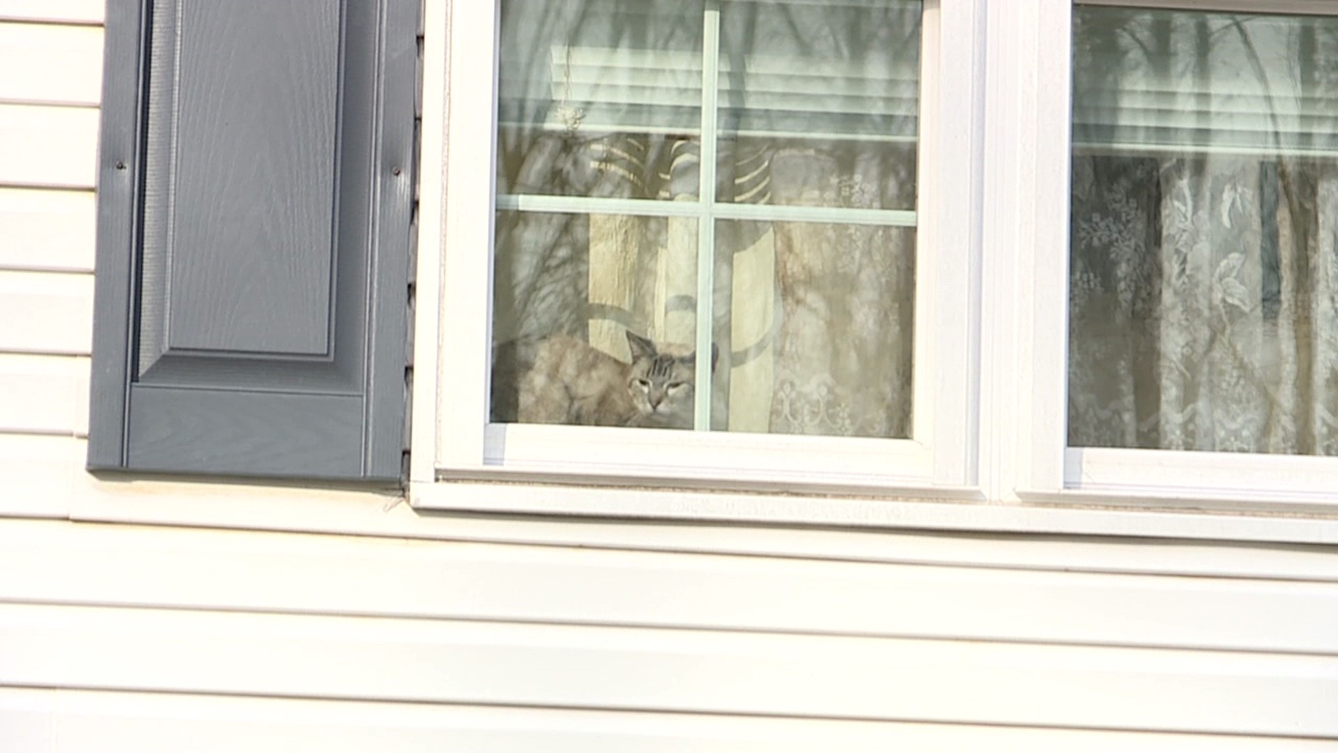 Officials with the Hillside SPCA removed the cats from a home near Pottsville.