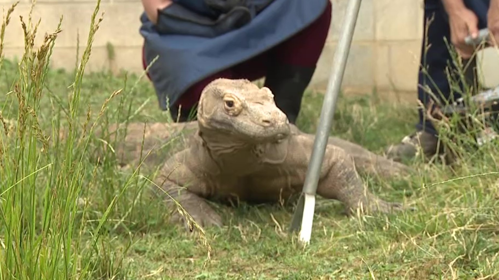 The large lizard has been showing signs of arthritis, and a veterinarian took on the task of imaging him on Thursday.