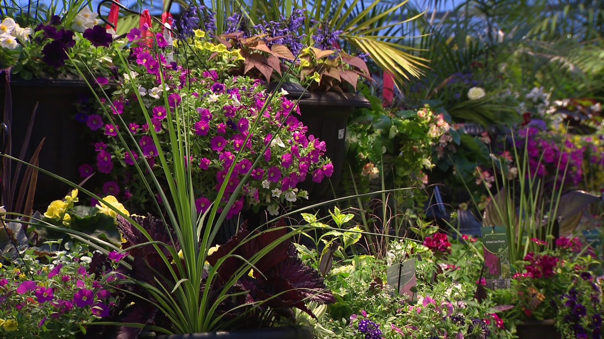 Discover Mother's Day flowers at Jerry's for All Seasons | wnep.com