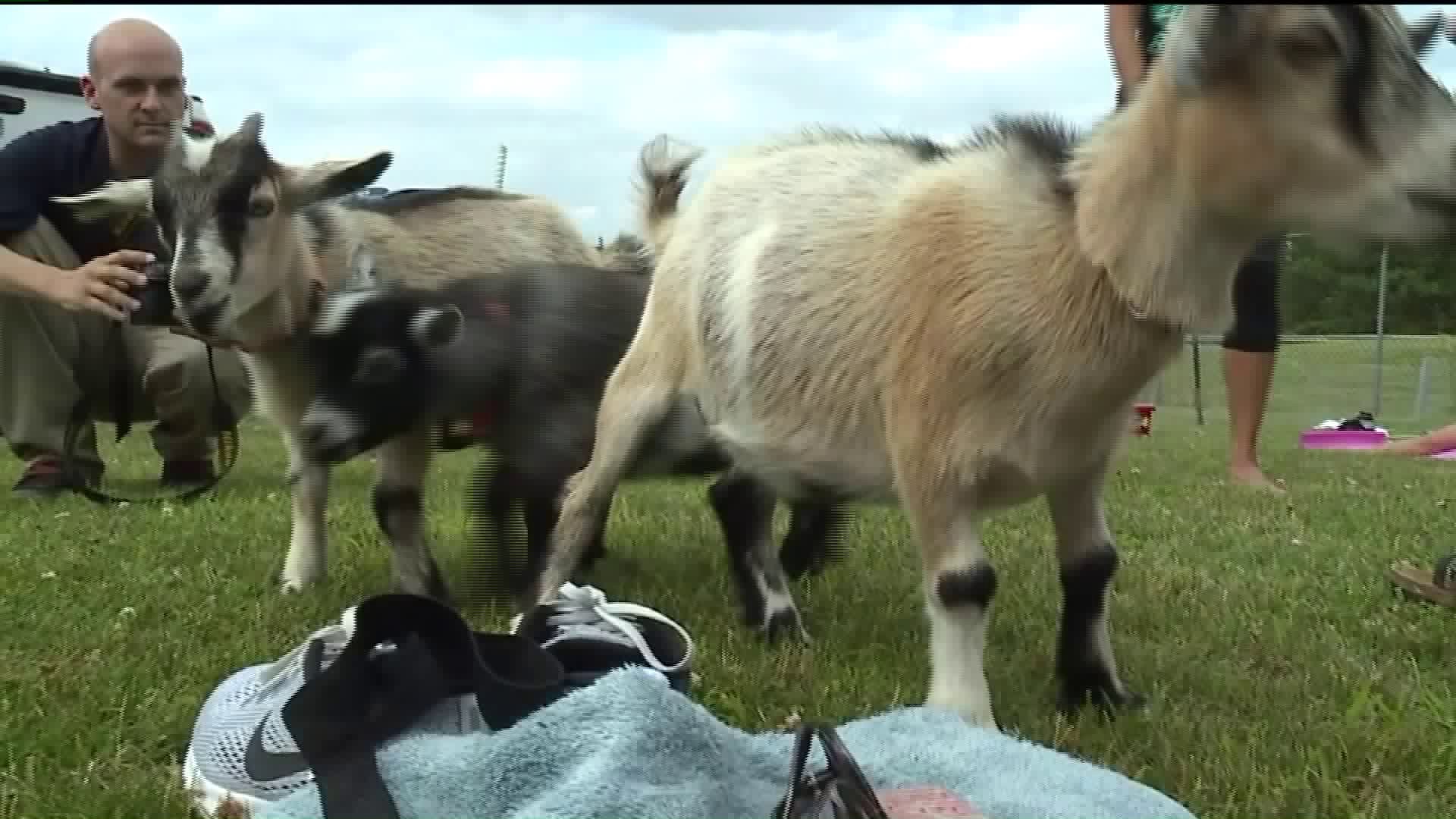 Goat Yoga Craze Hits the Back Mountain
