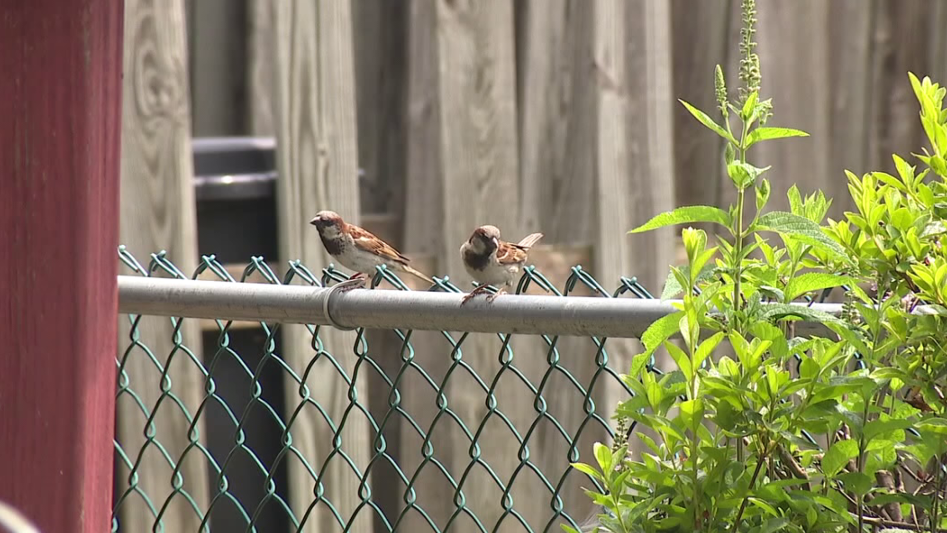 Last month, game officials asked that bird feeders and birdbaths be removed after a disease was spreading among songbirds.