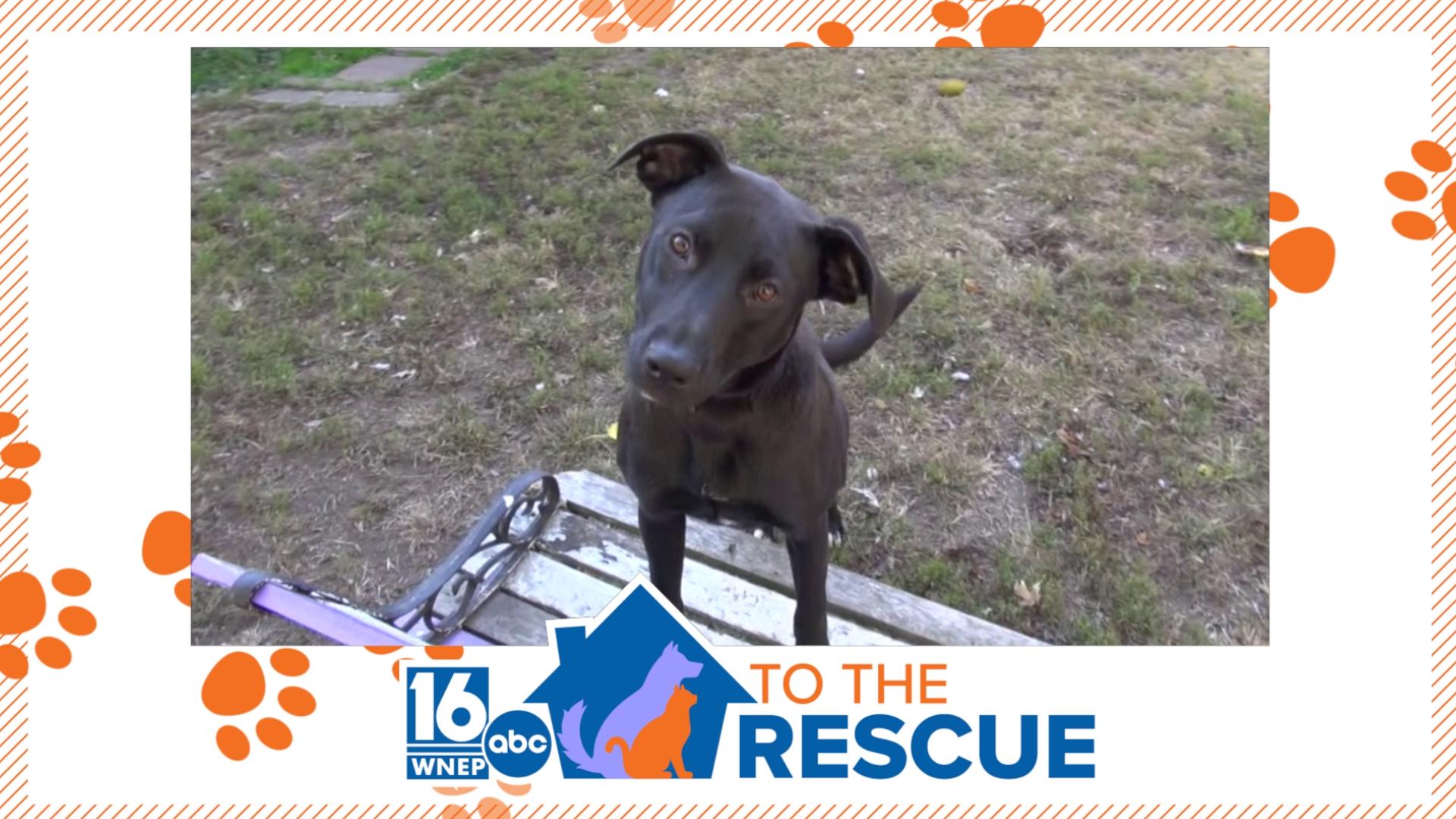 In this week's 16 To The Rescue, we meet an 8-month-old lab/mix living at Friends with Paws Pet Rescue in Scranton. 