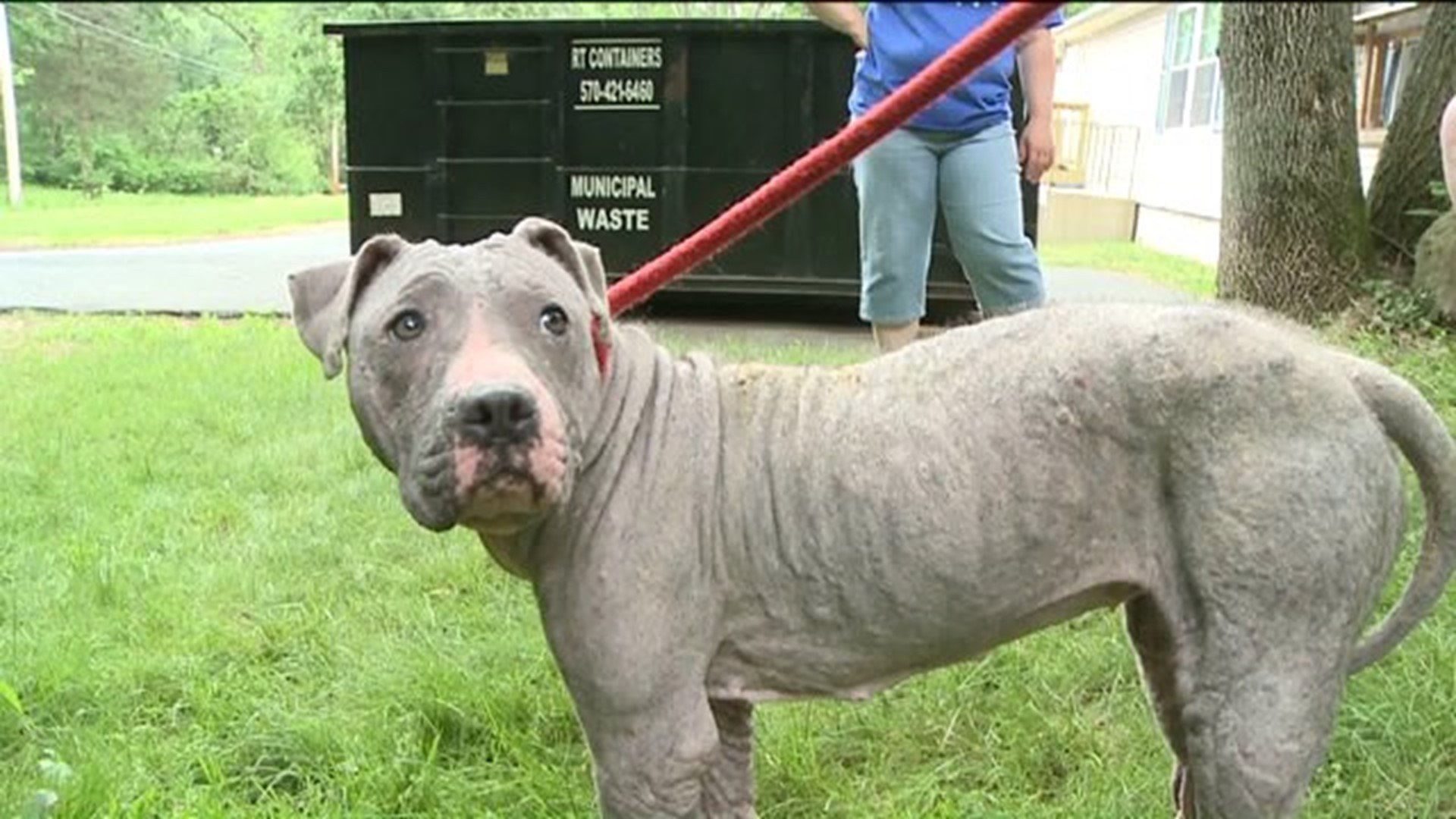 Shelter Seeks Justice for Dog Found Hog-Tied