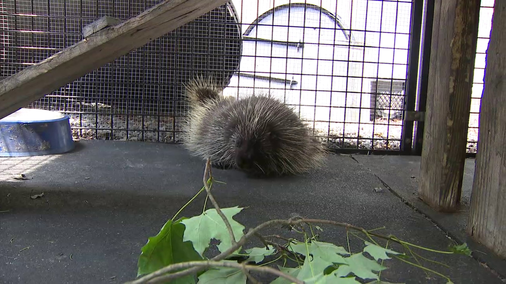 A wildlife rehab center in the Poconos is putting out a call to the community to help rebuild homes for its ambassador animals.