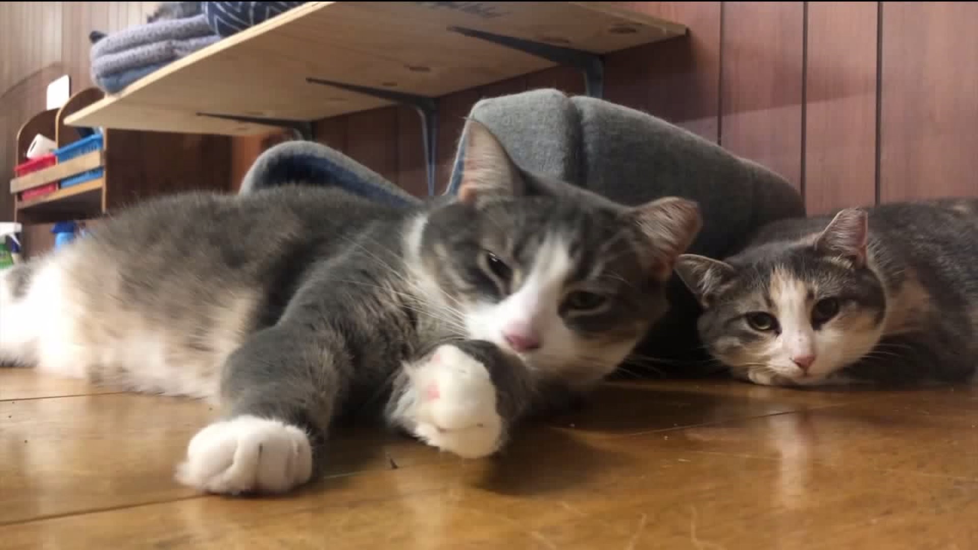 Rescued Cats Up for Adoption as Animal Rescue Seeks Help 