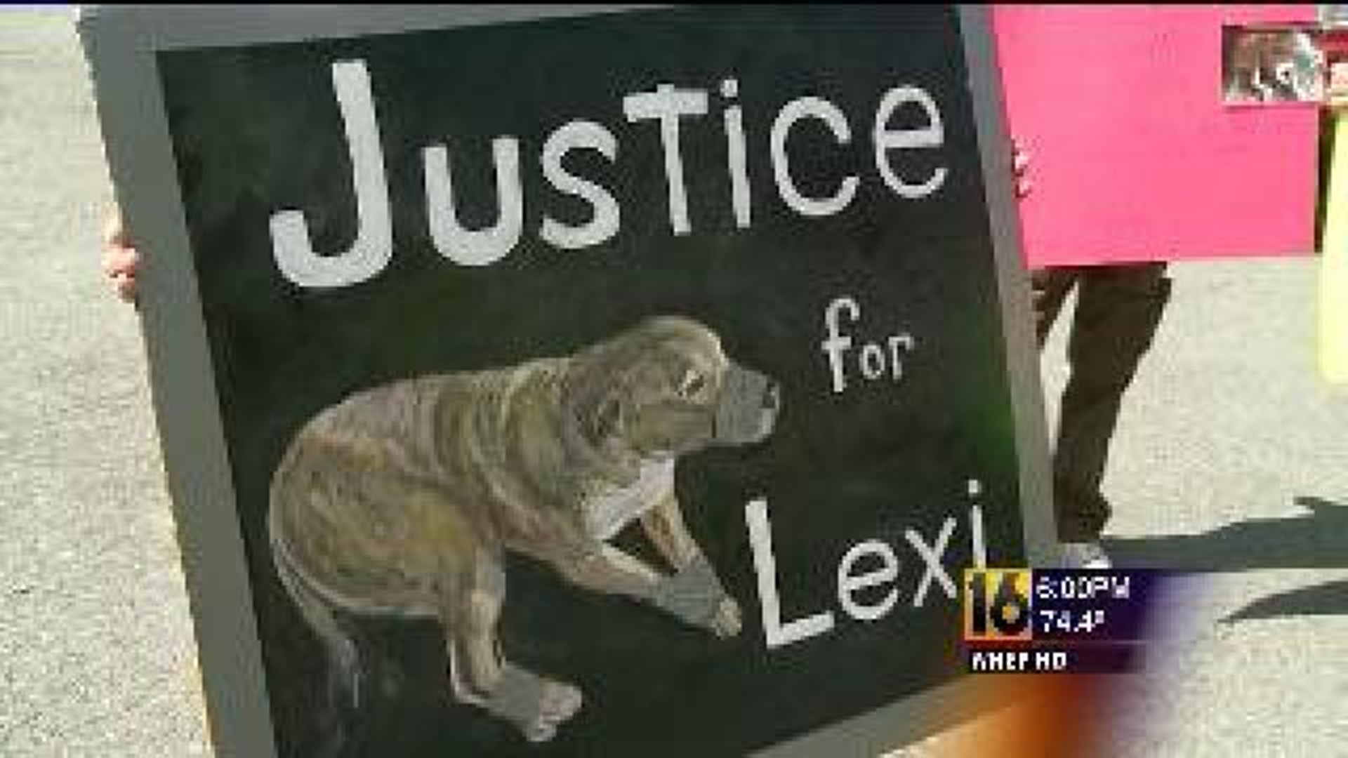 Protesters Greet Owner of Duct Taped Dog