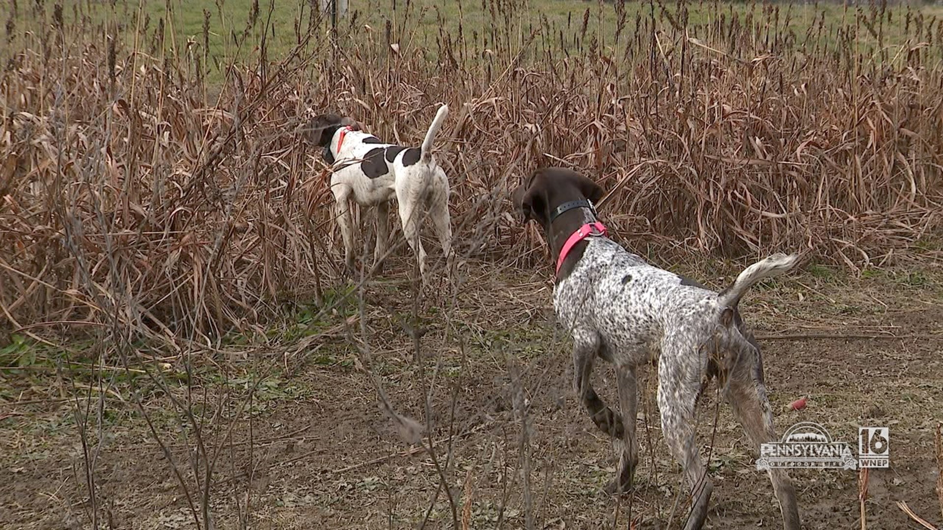 Hunting game birds with the help of some great german shorthaired pointers.