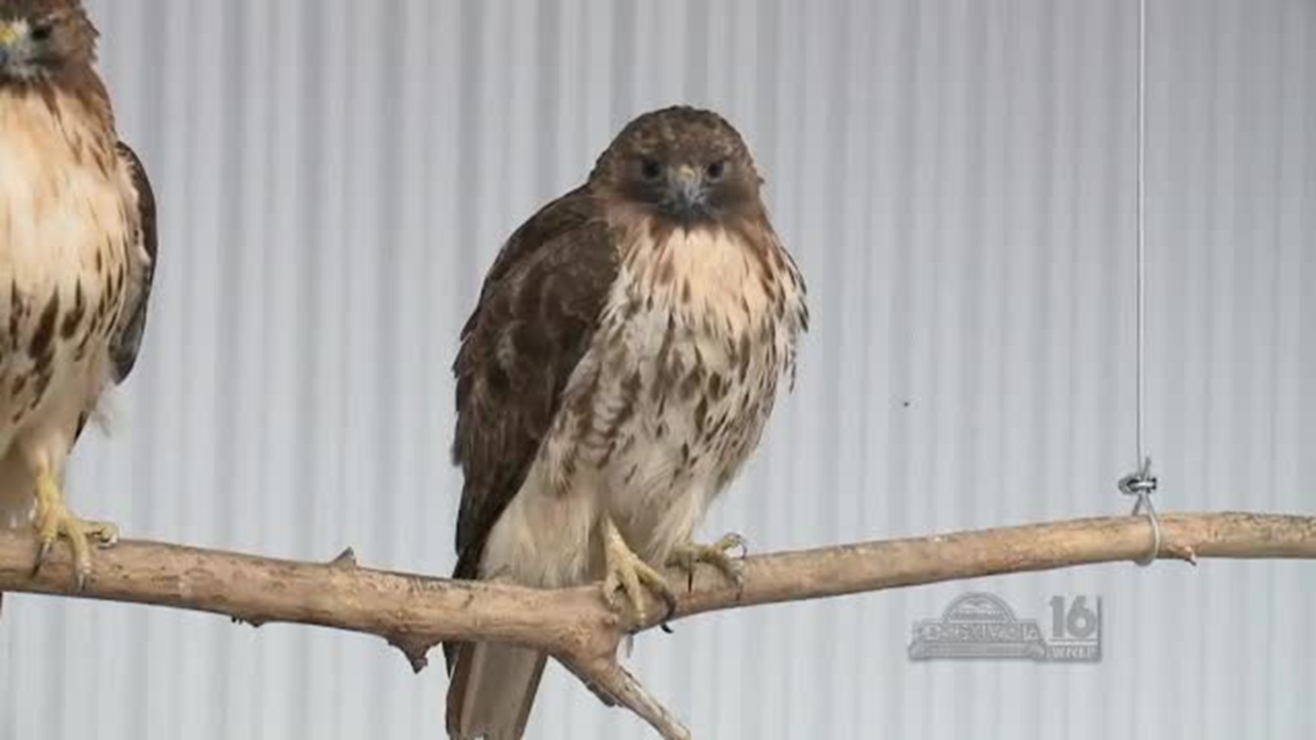 Pocono Wildlife Center Red Tailed Hawk Release