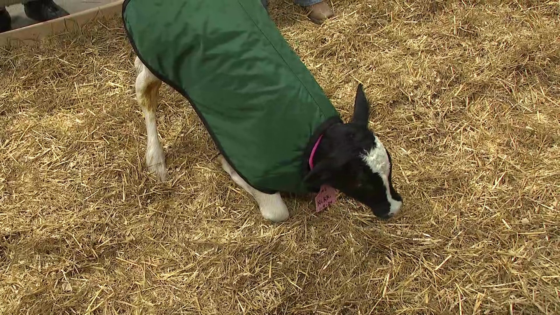 One highlight of the Pennsylvania Farm show Is the Calving Corner, where you can watch cows give birth. A farm from Clinton County was featured at the event.