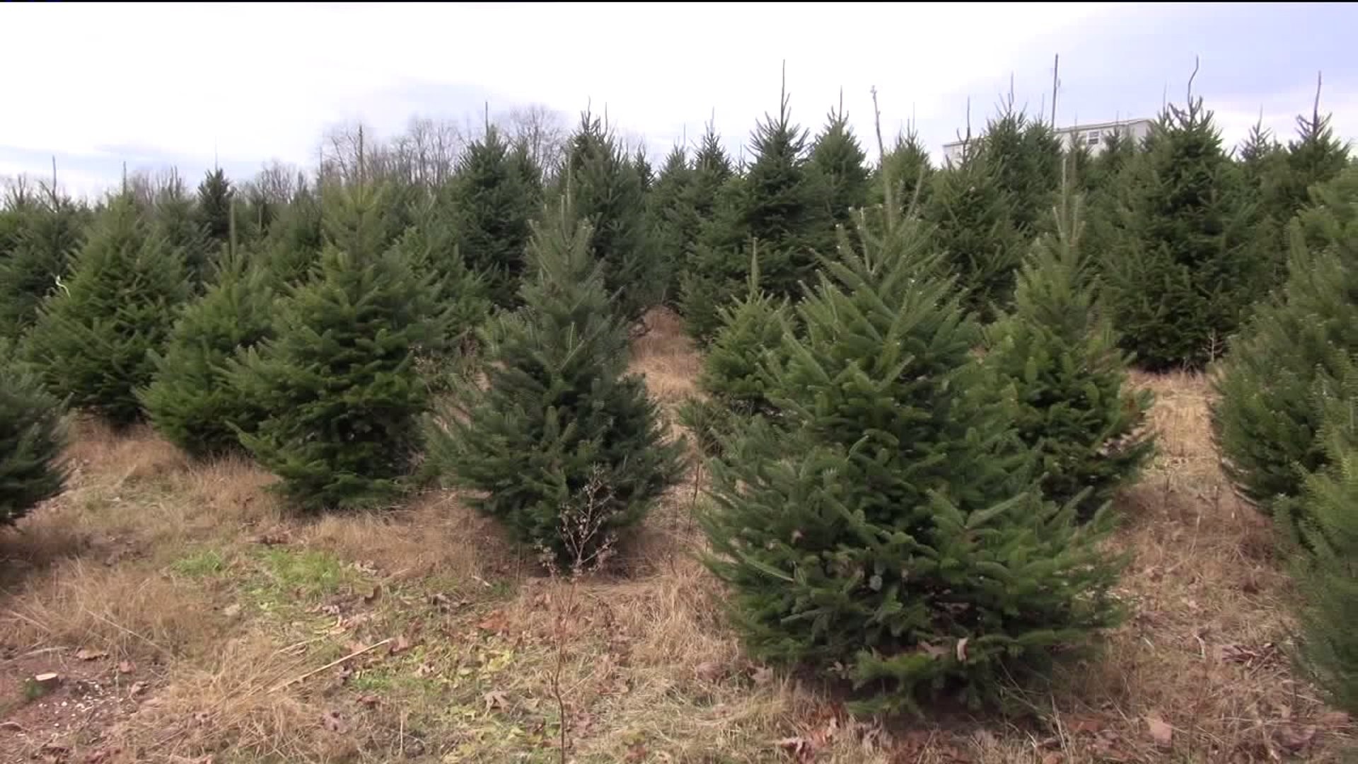 Prepping the Trees, Not the Turkeys